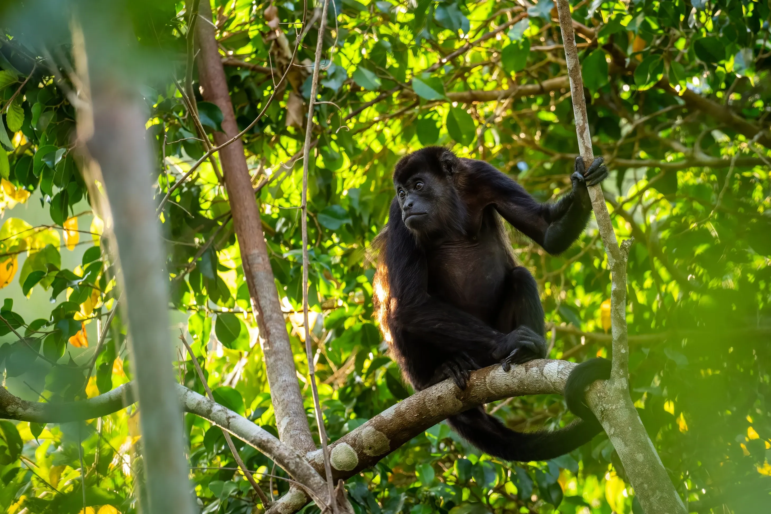 Mantled howler primate
