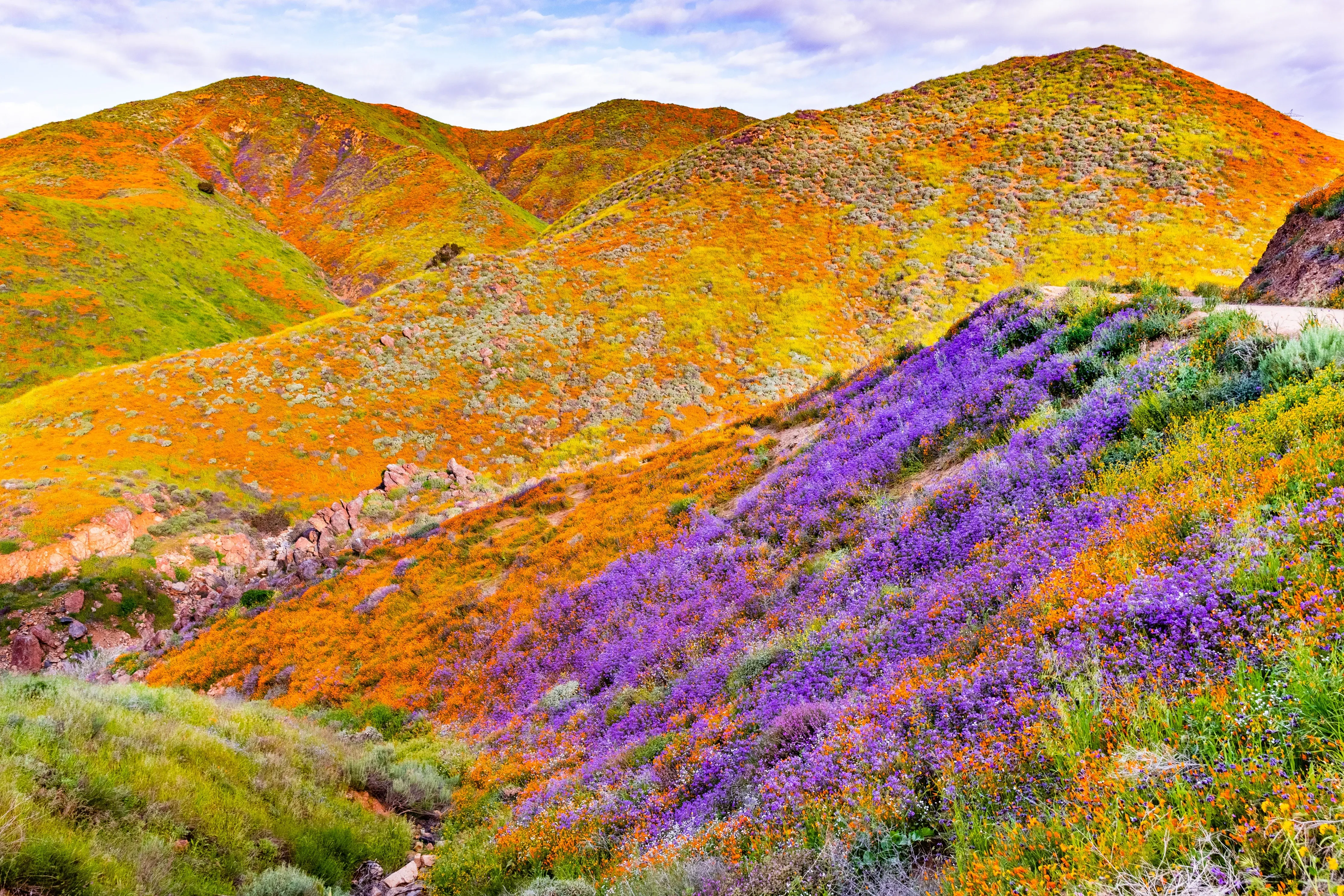 California superbloom lilac hills