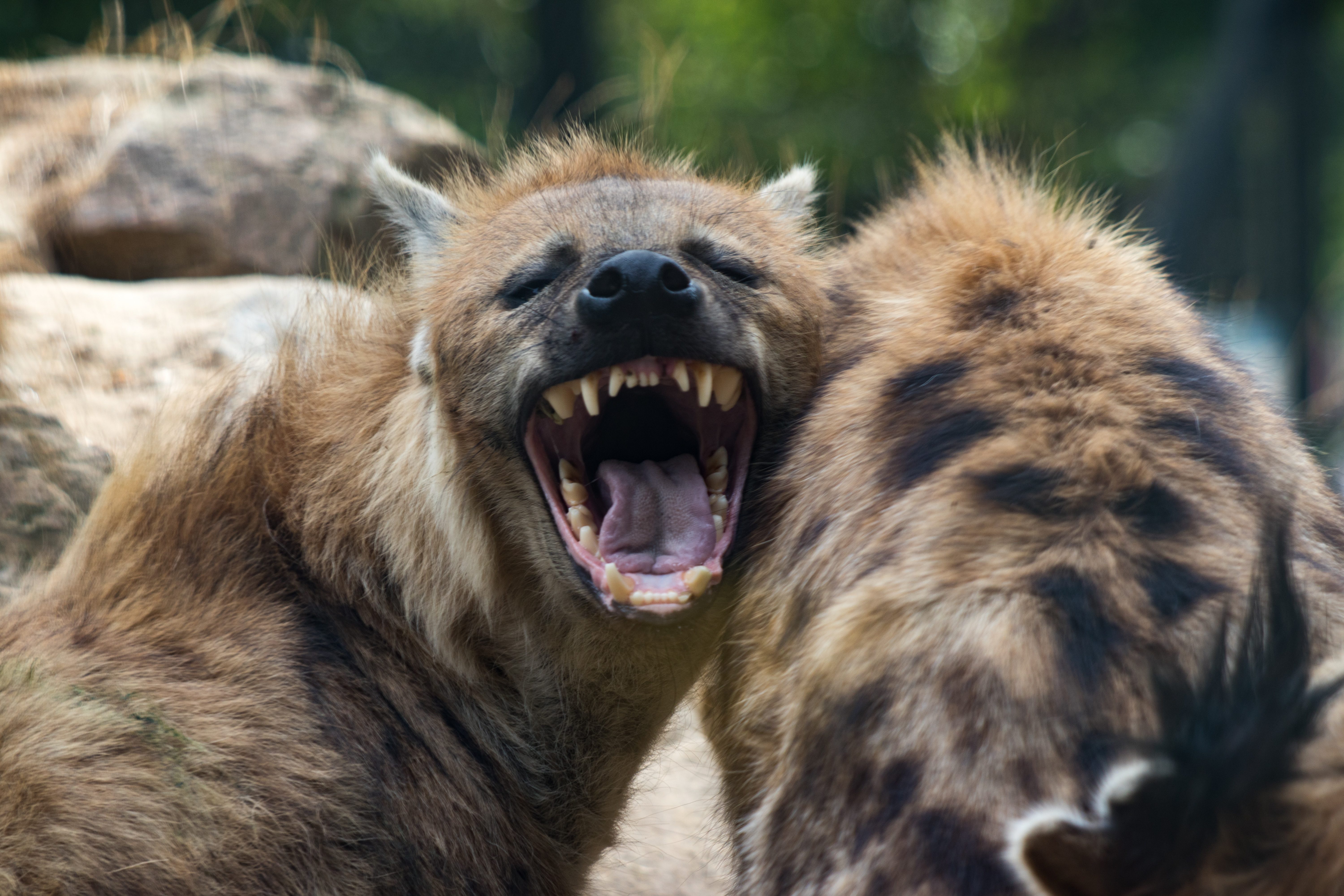 hyena yawning