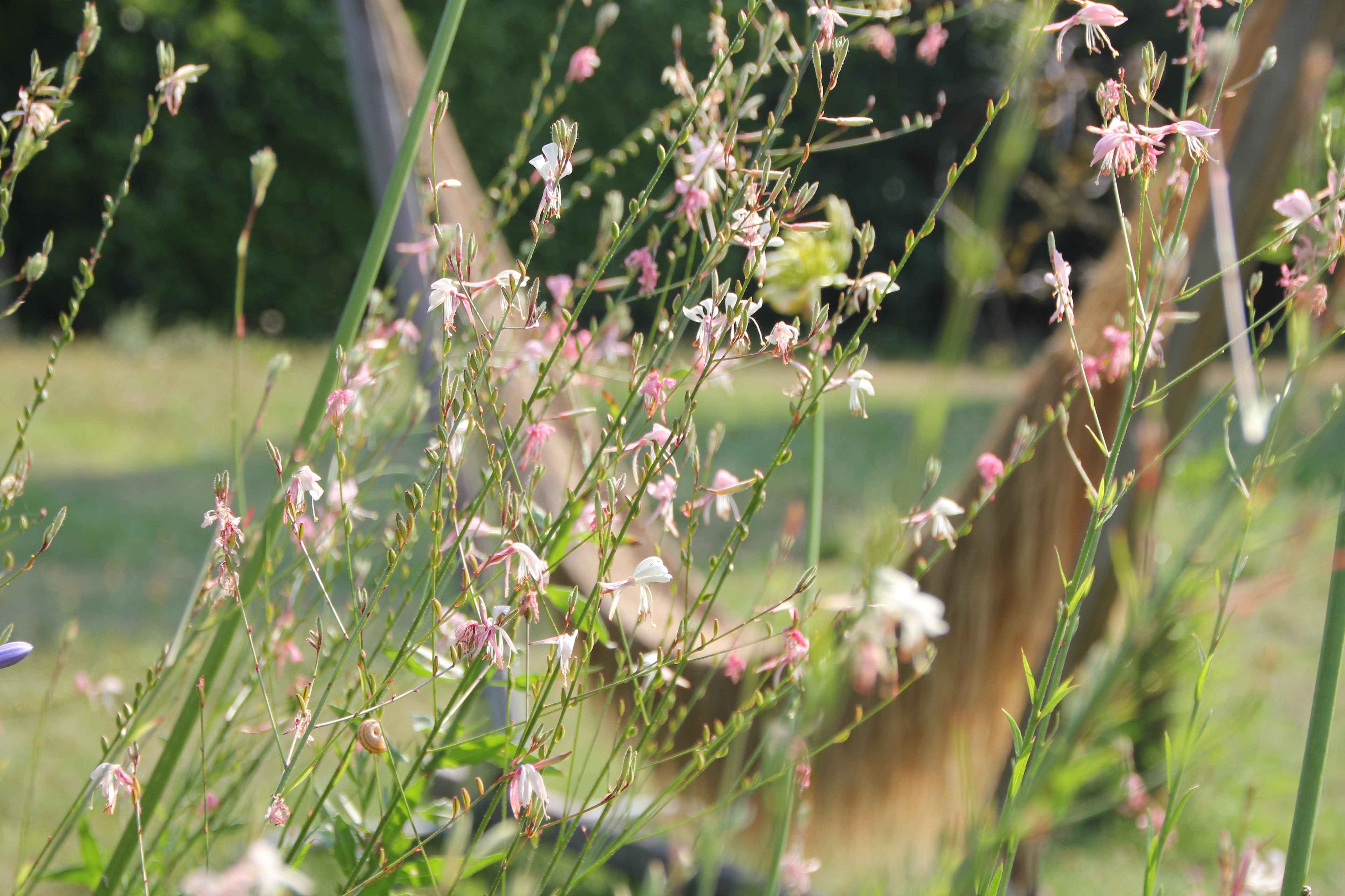 Grasses in front of hammock