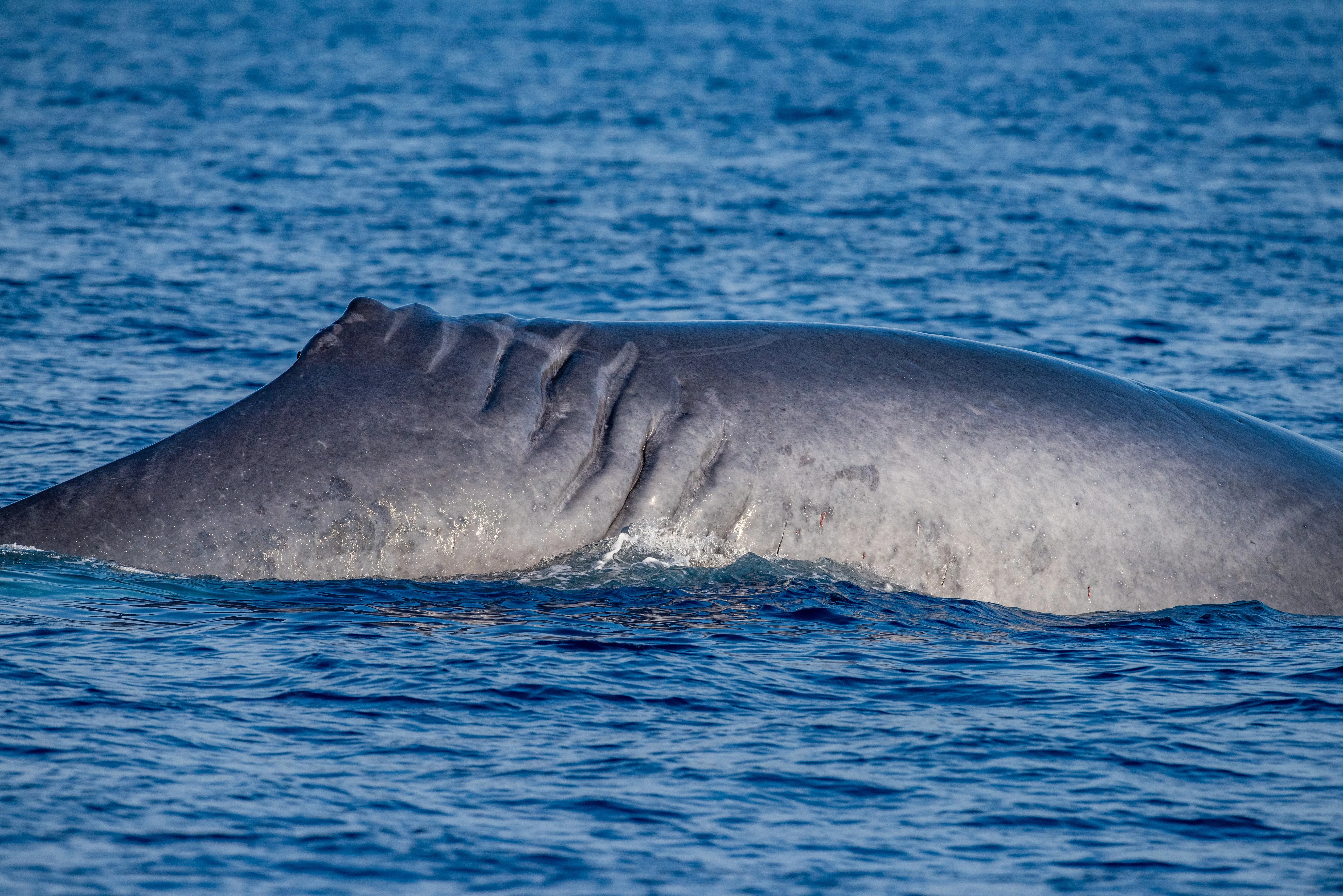 whale with propellor scar
