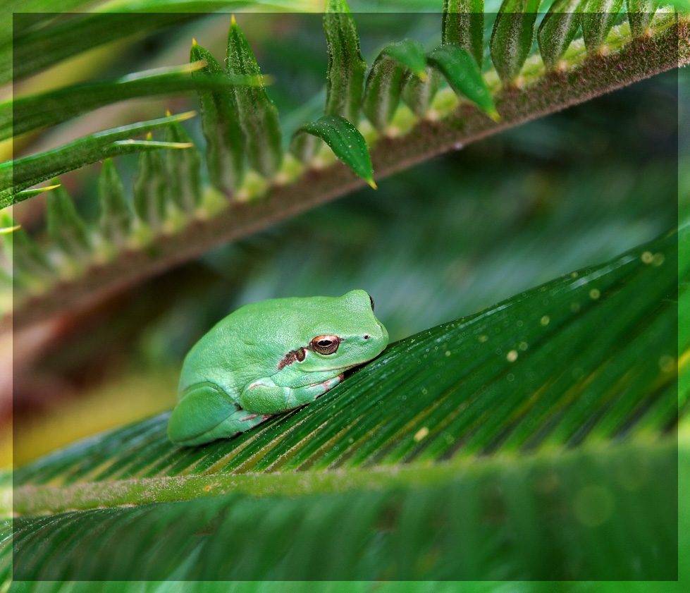 tree frog
