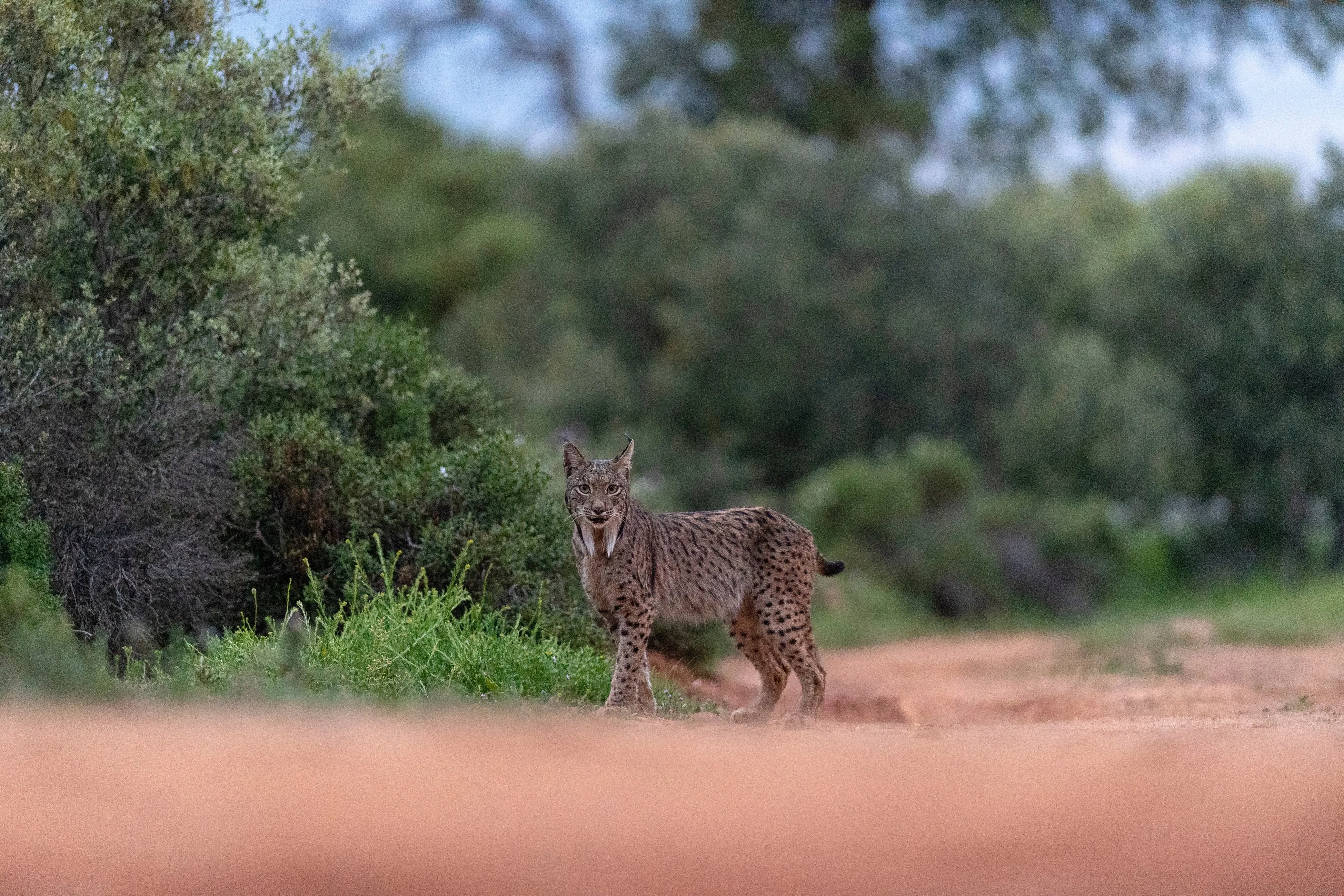 Lynx facing camera