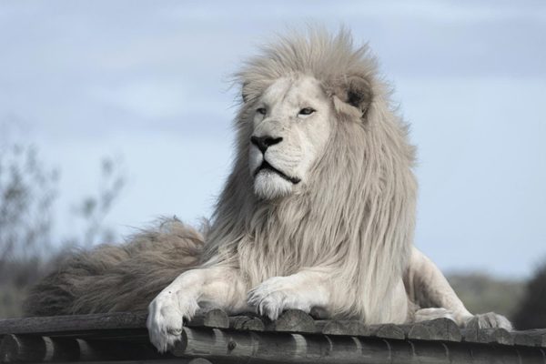 white lion