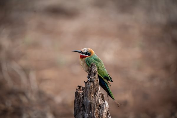 Online Birding Course, Southern Africa