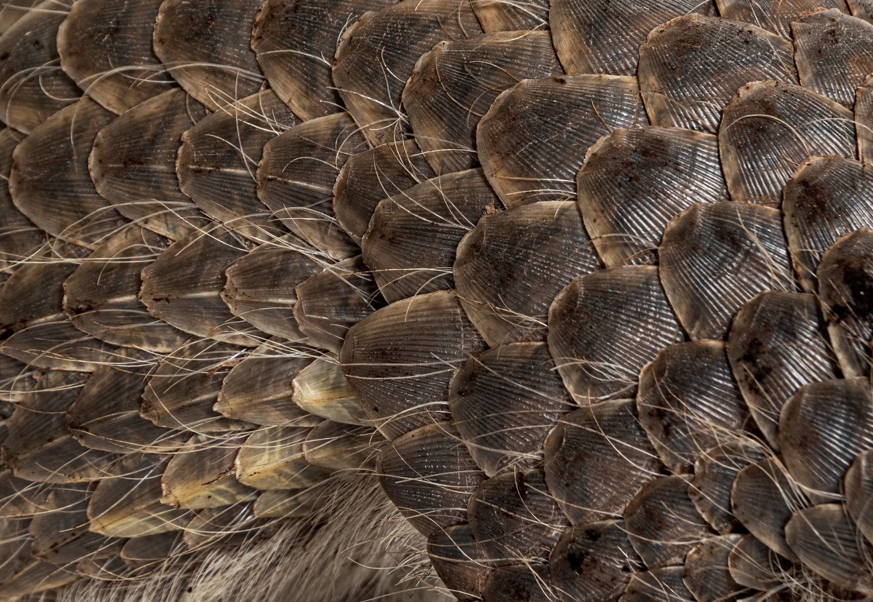 Schuppentierschuppen