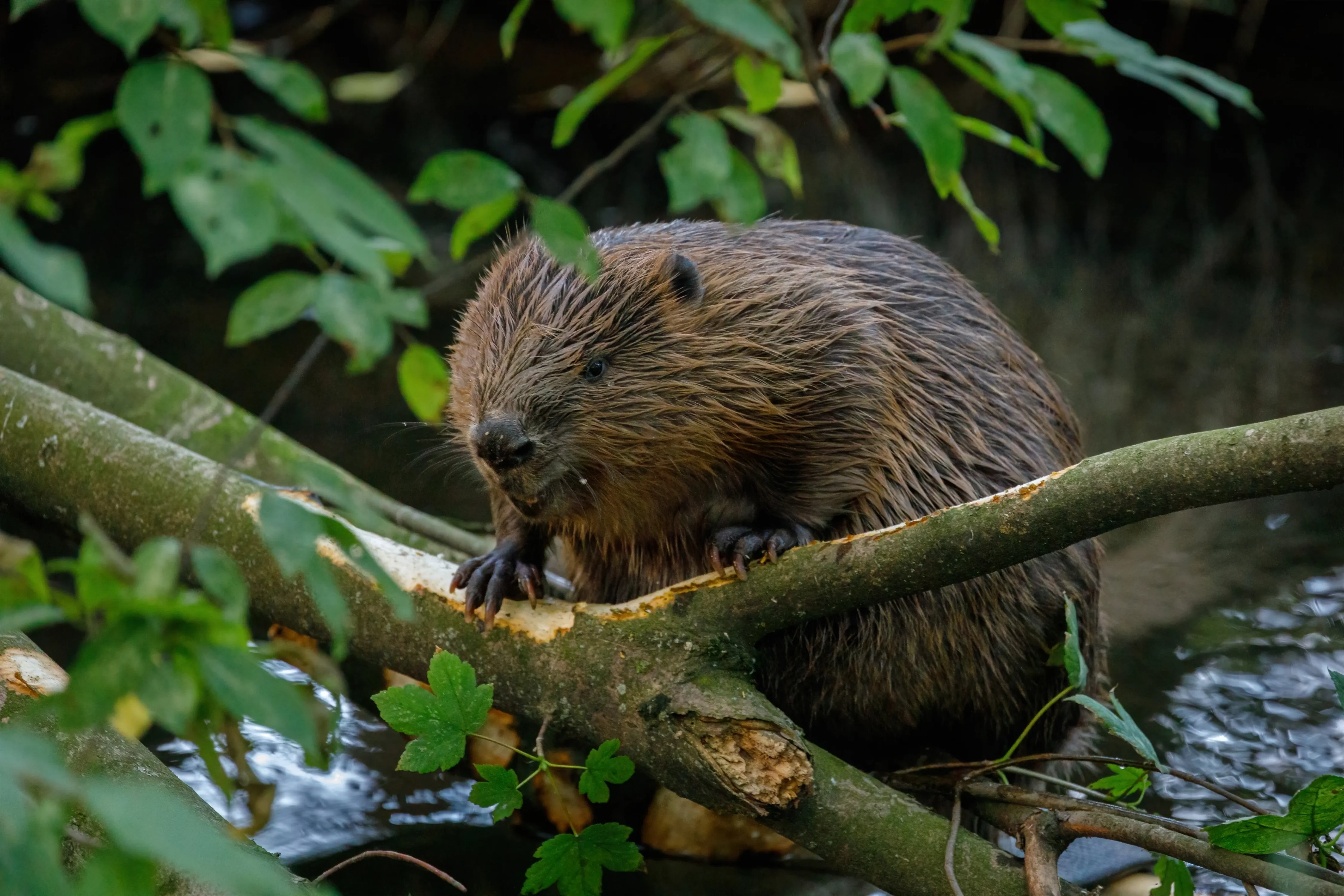 eurasian beaver