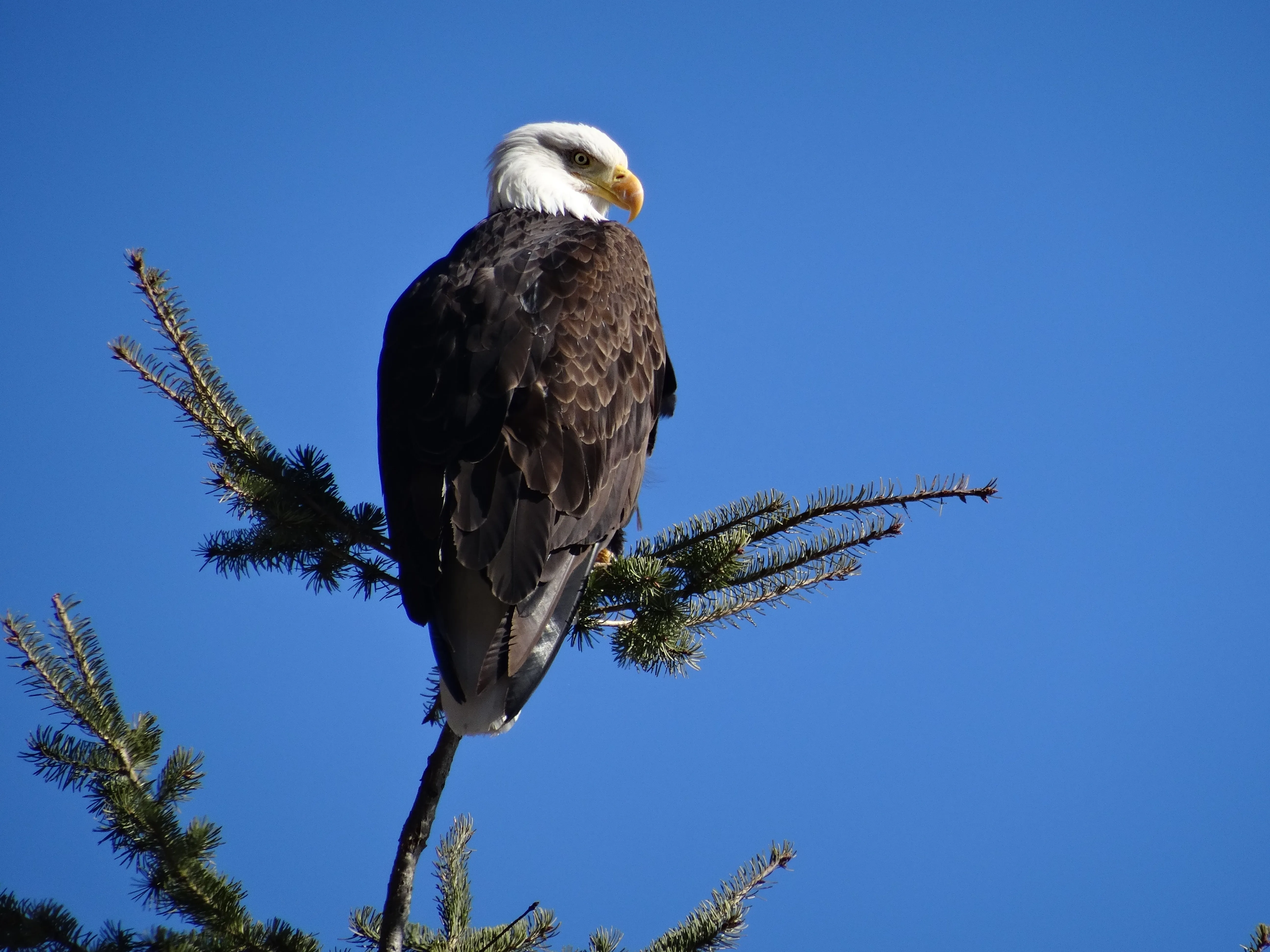 eagle sighting
