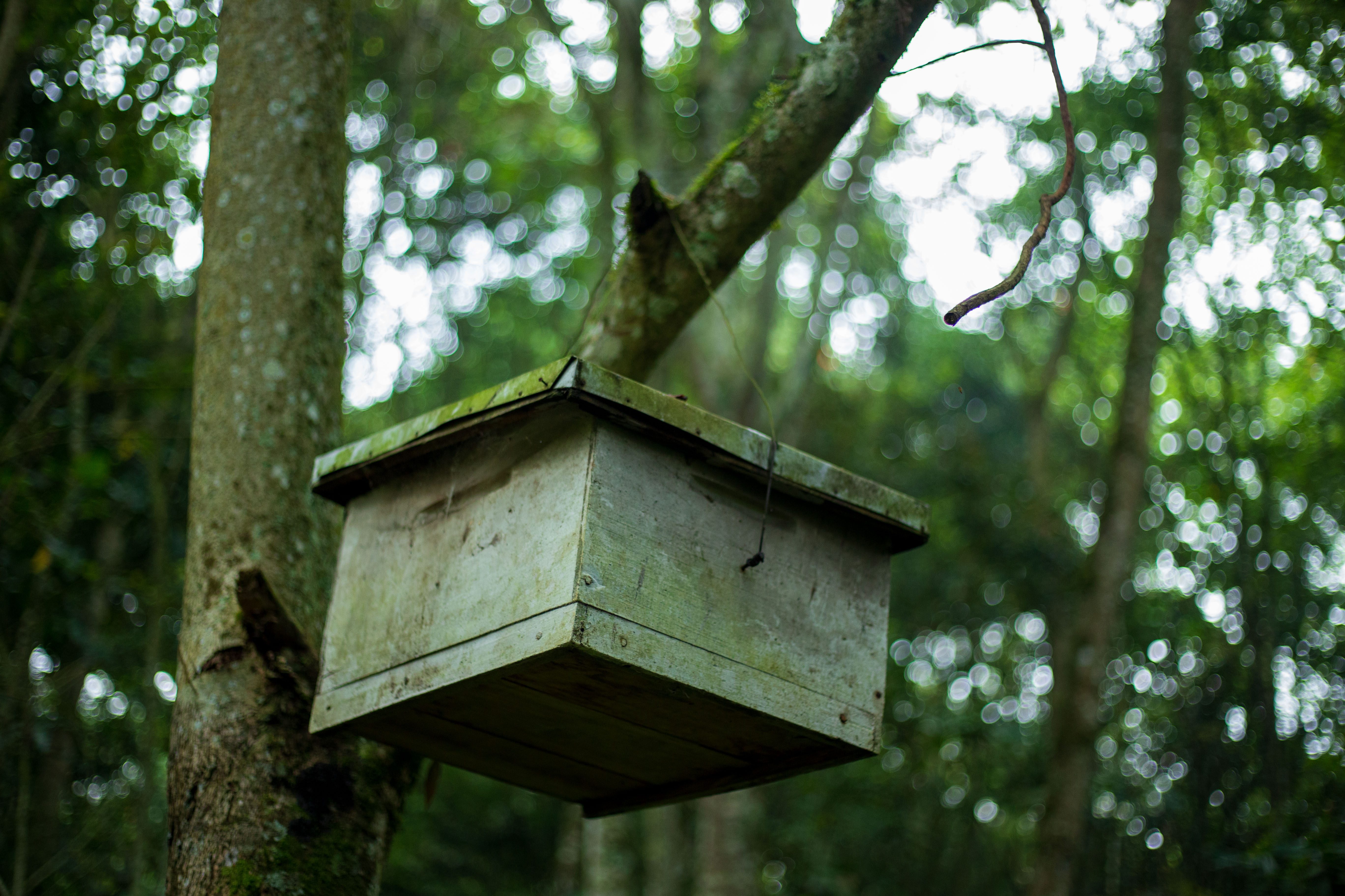 beehive on tree