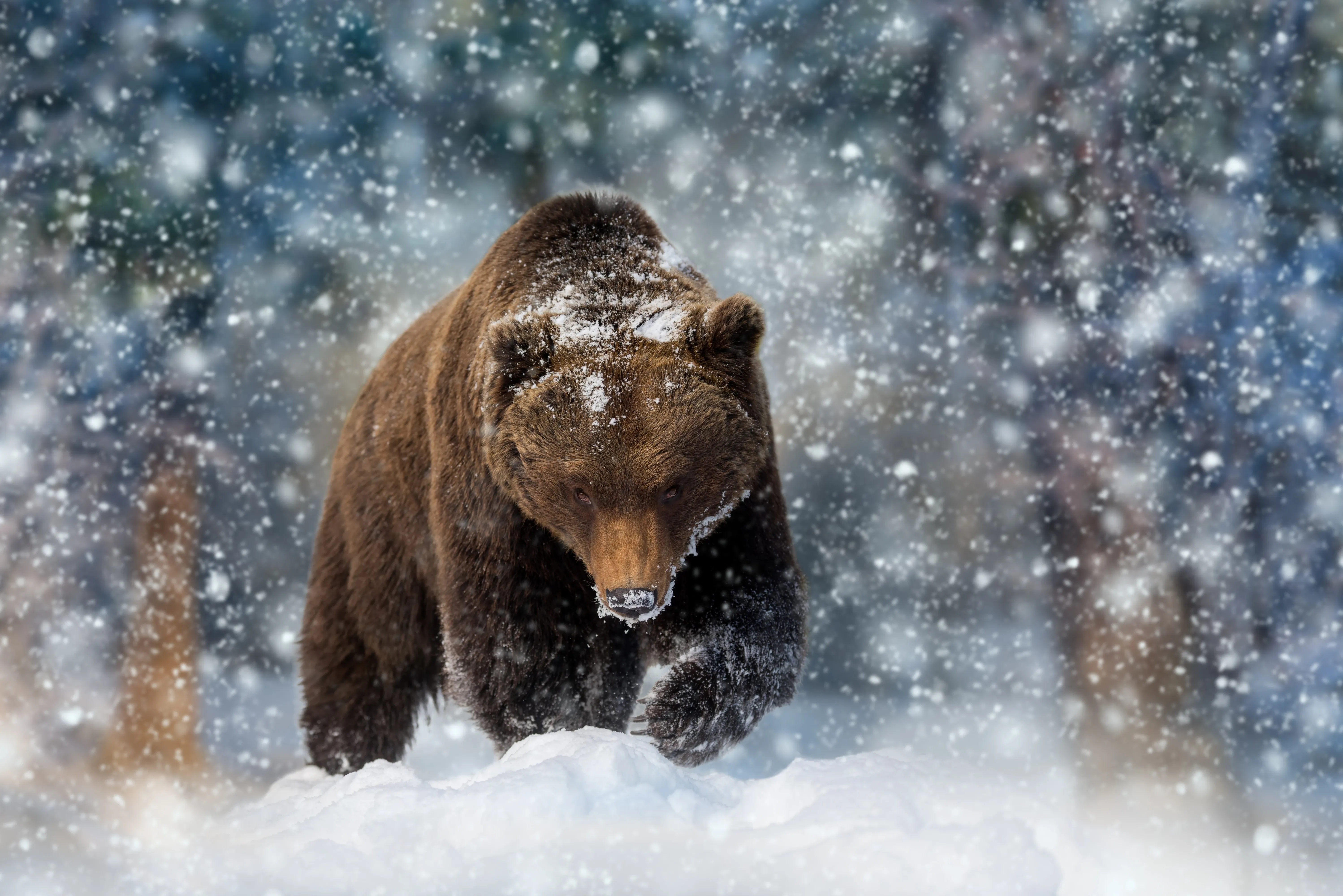 Braunbär läuft durch Schnee