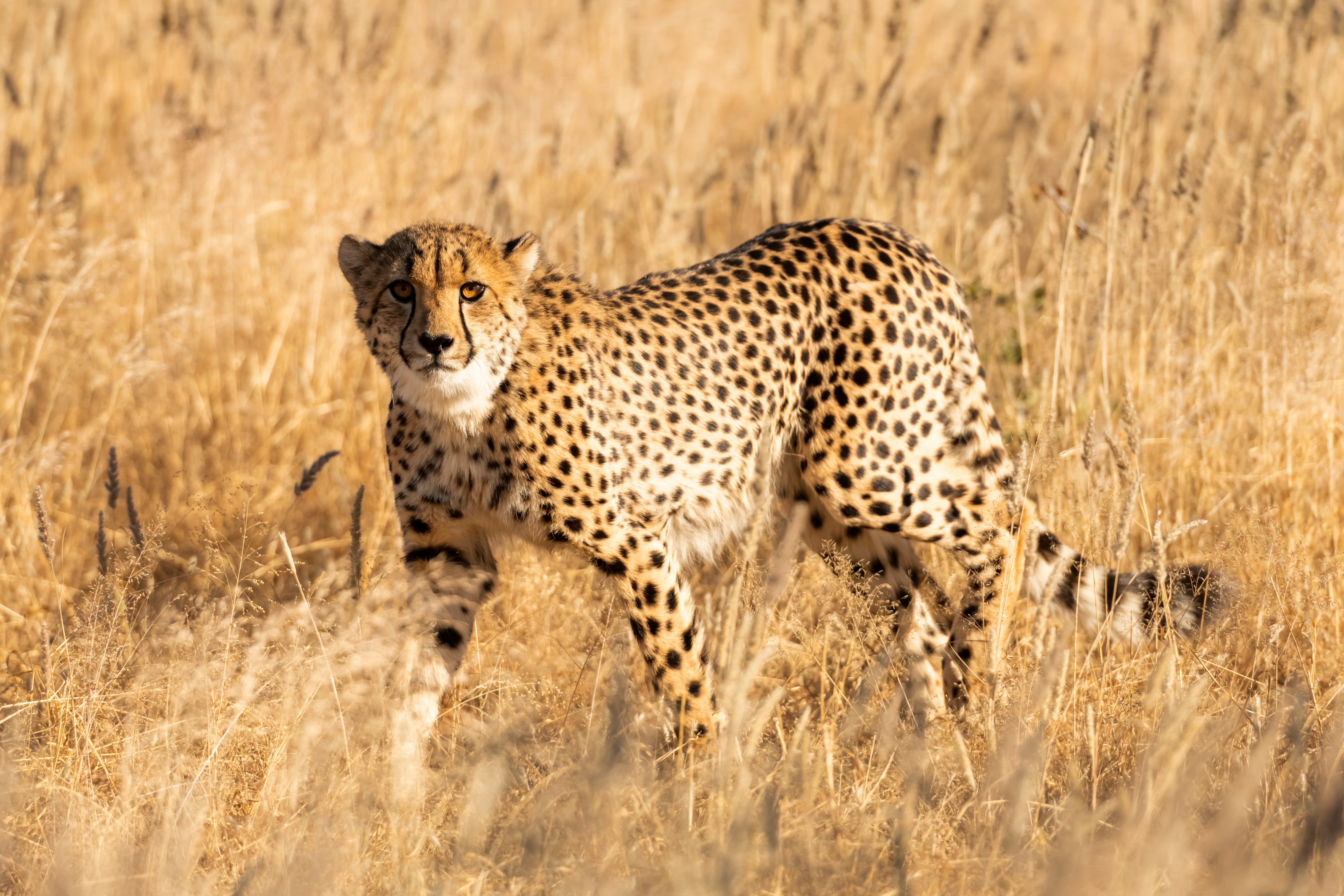 Cheetah sighting
