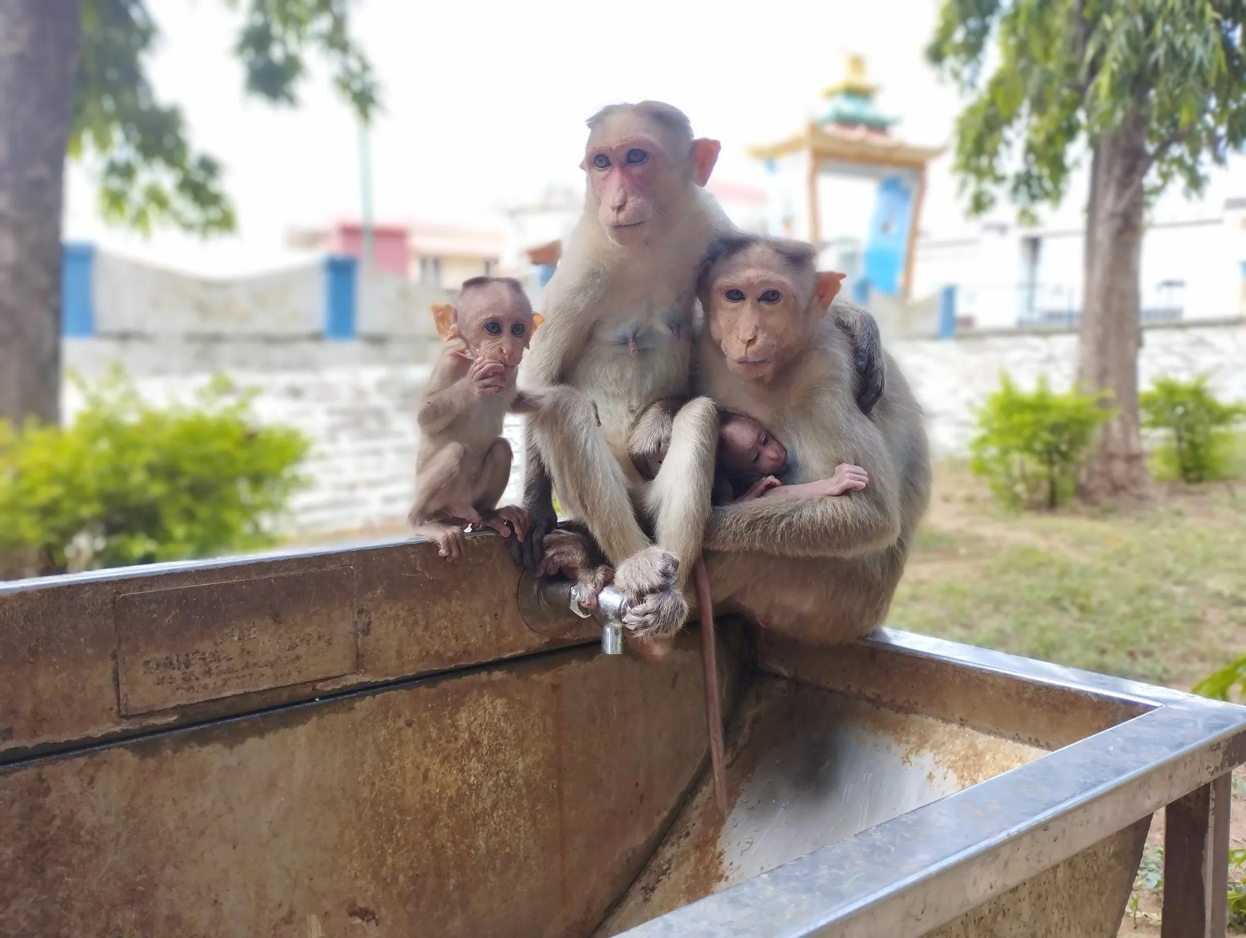 Bonnet monkeys