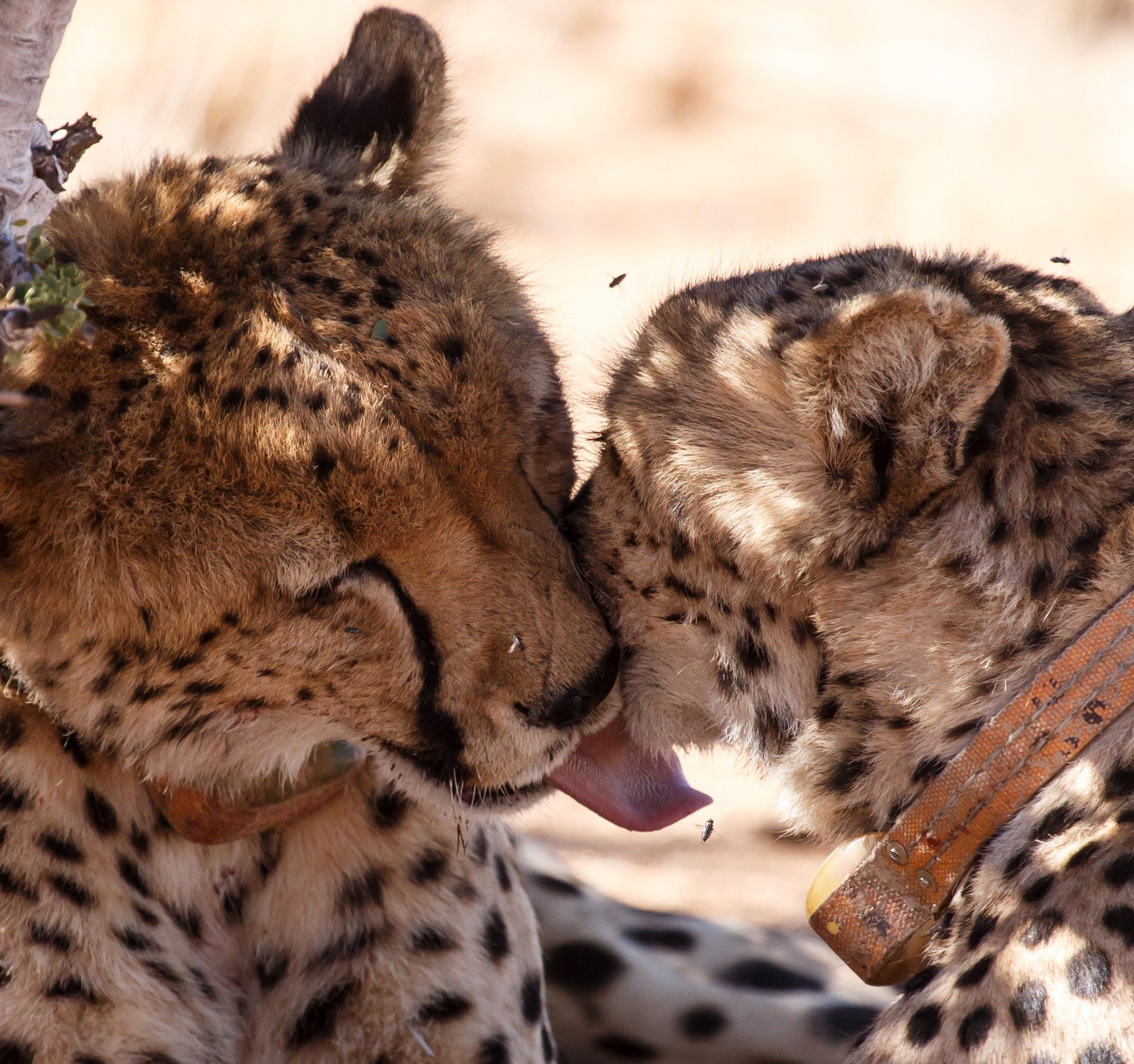cheetahs grooming