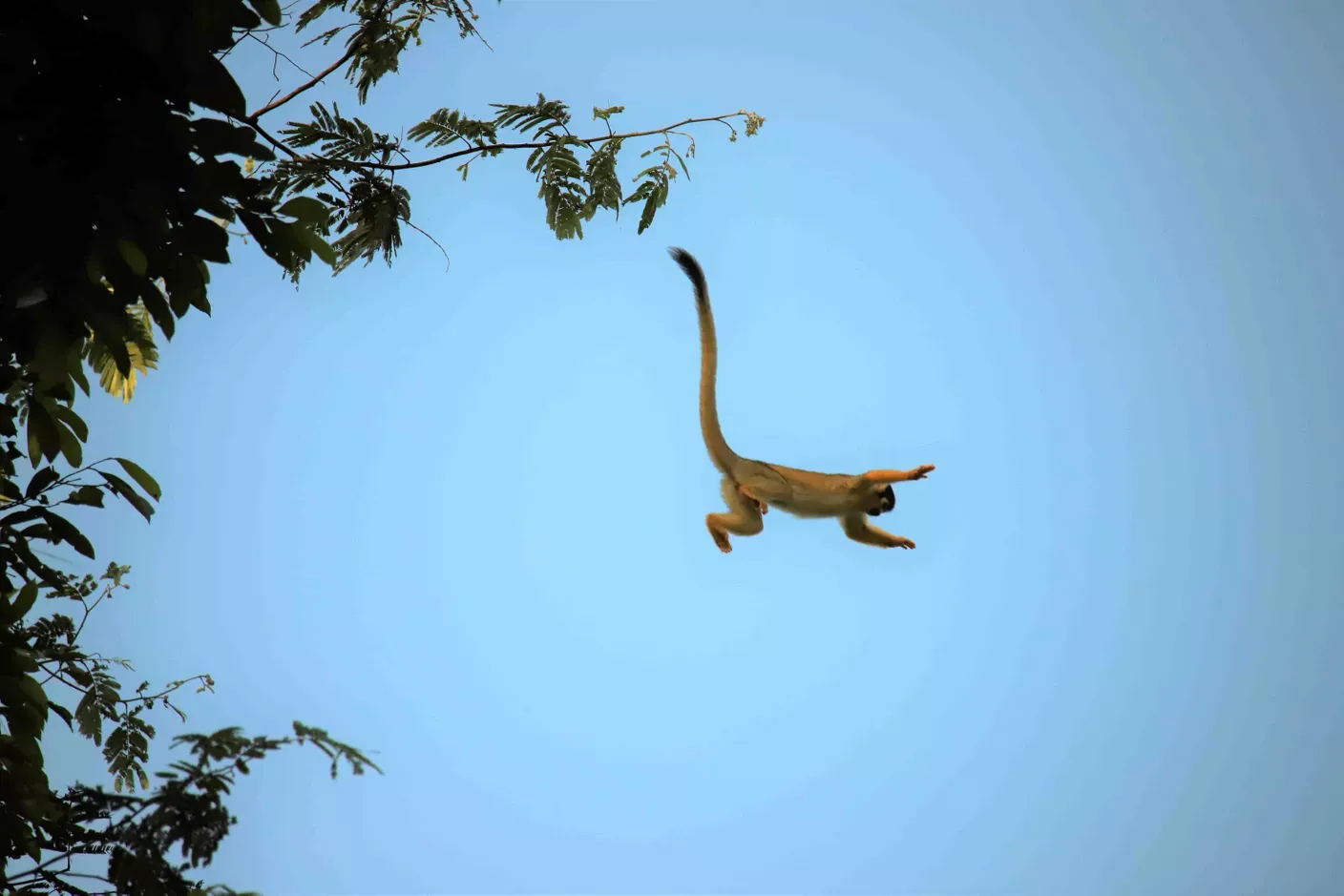 Totenkopfäffchen springt