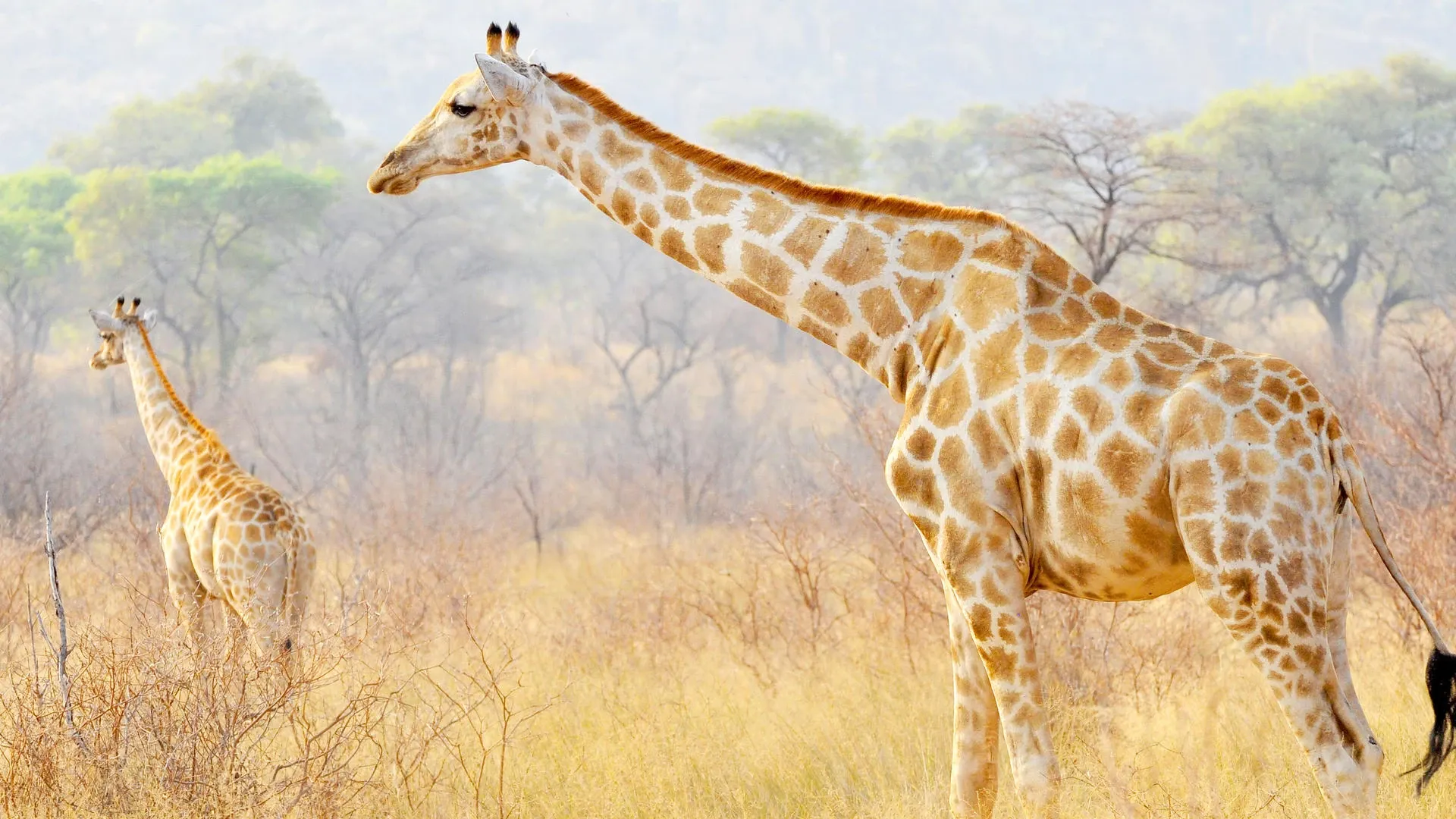 Two giraffes in the Waterberg region