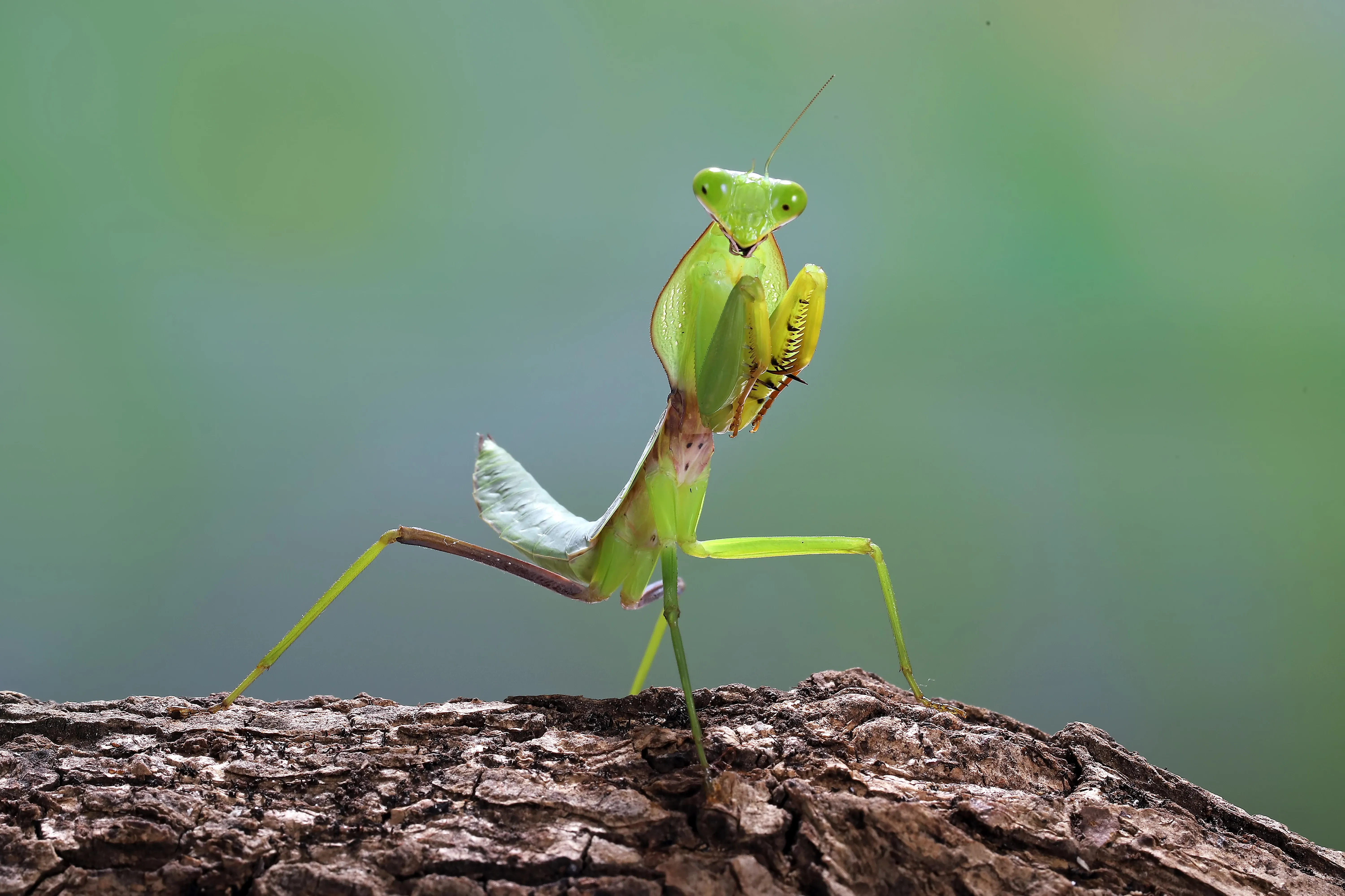 green praying mantis facing camera