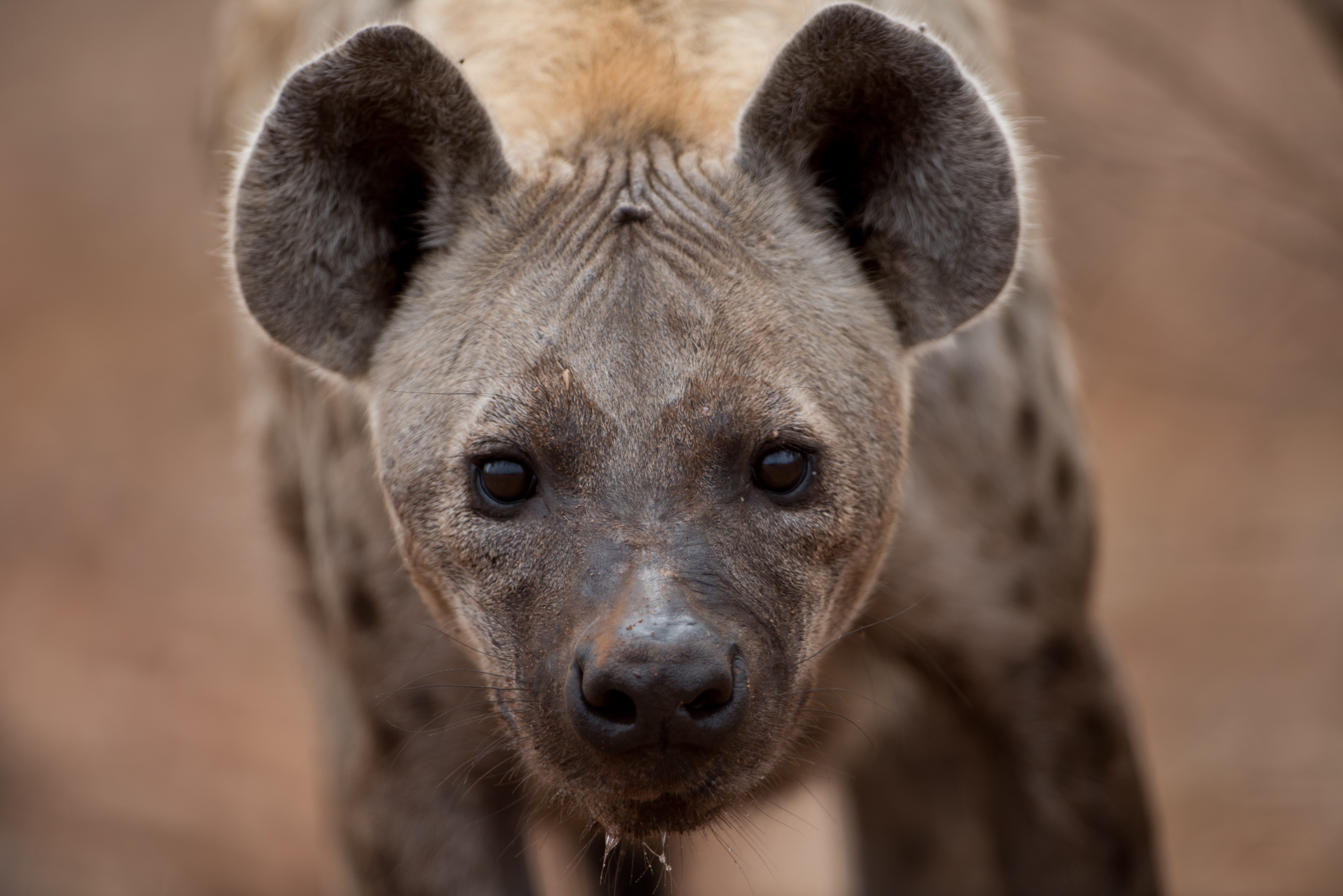 hyena closeup