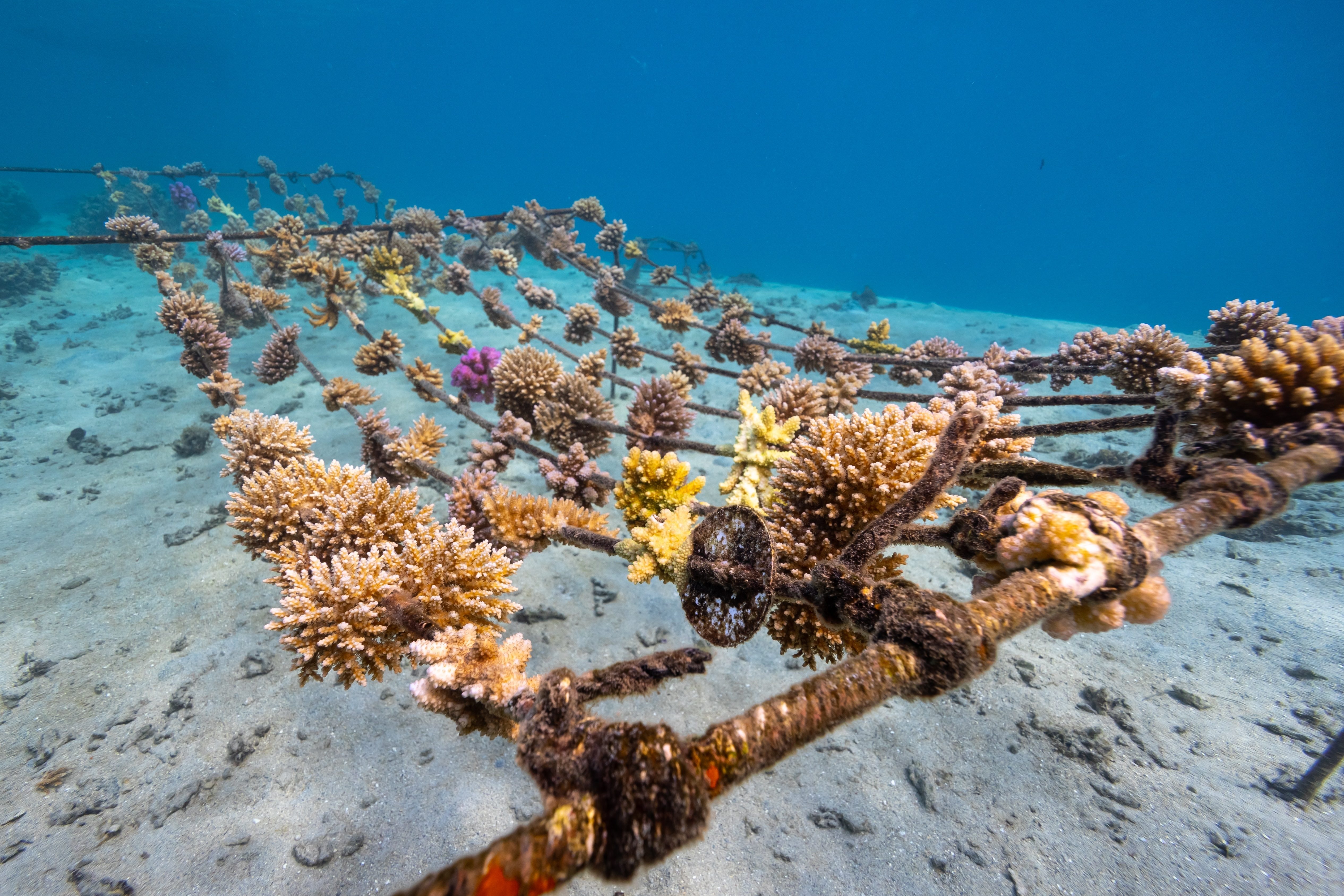 coral gardening