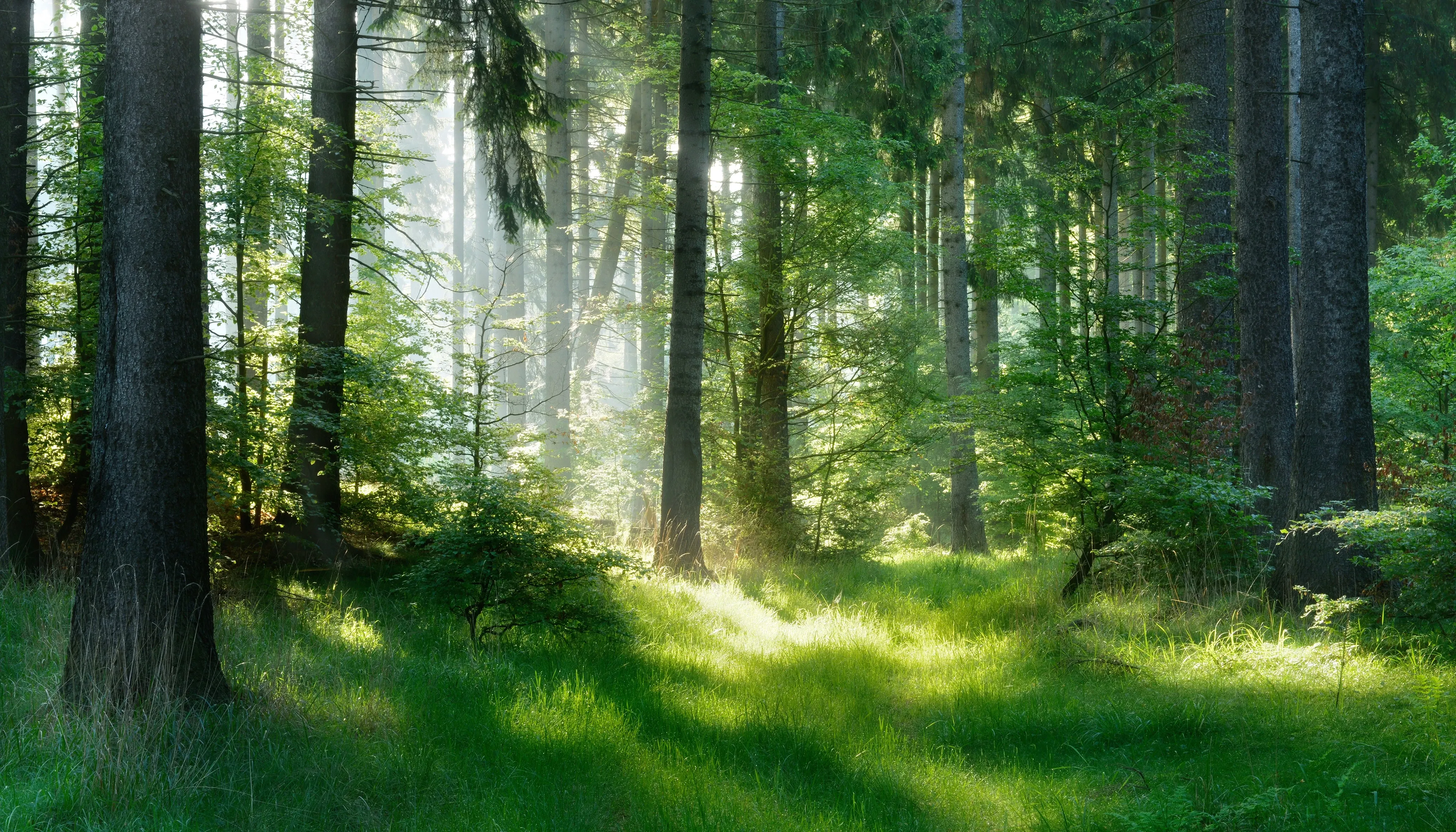 Sunlight through forest
