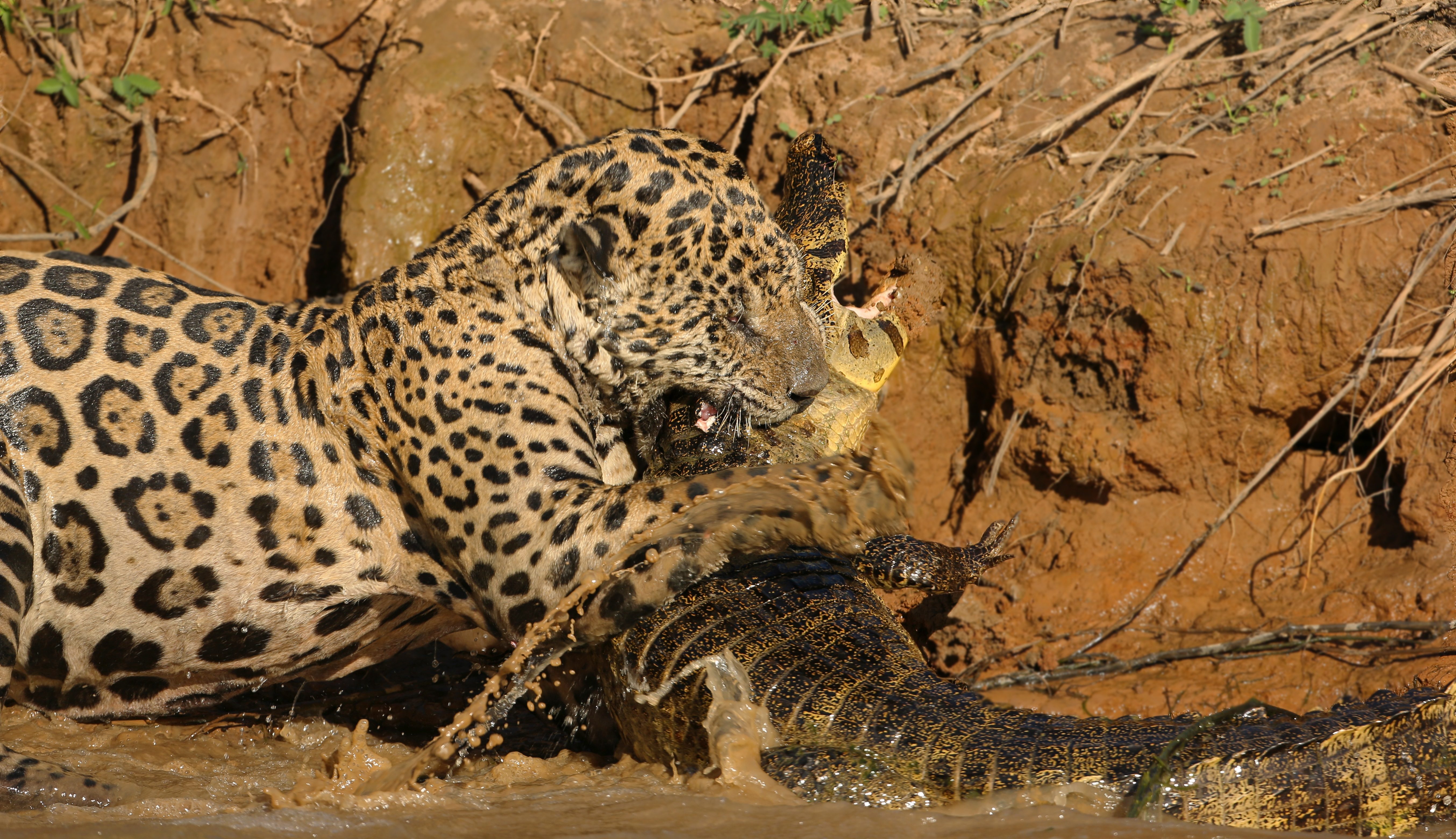 jaguar killing caiman