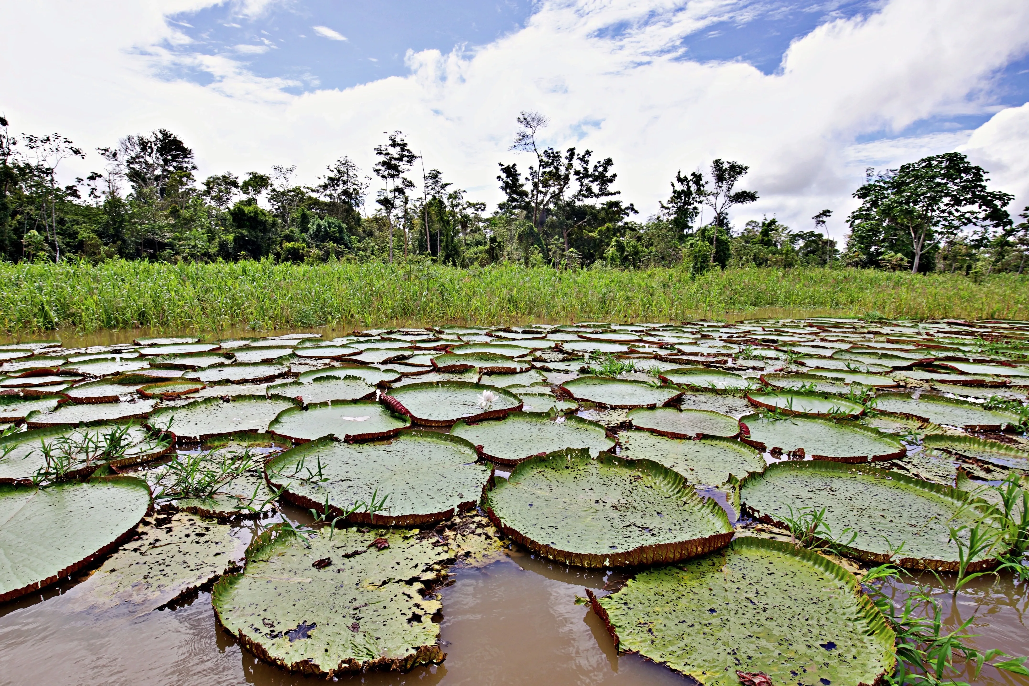 Giant water lillies