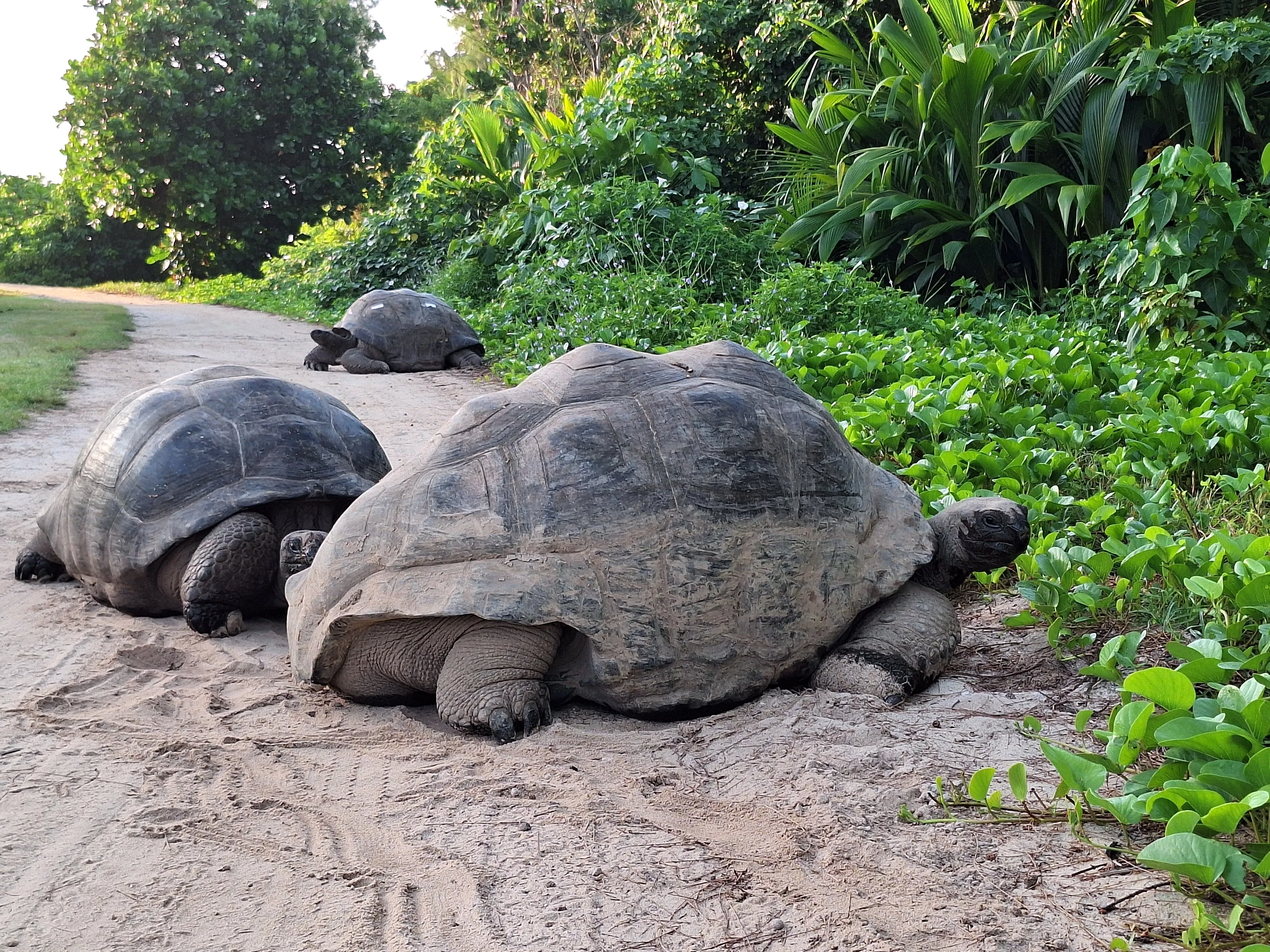 Seychellen-Schildkröten auf der Straße