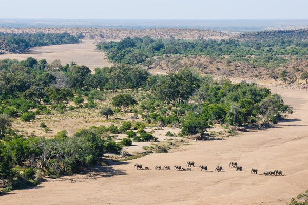 Elephants crossing riverbed in distance