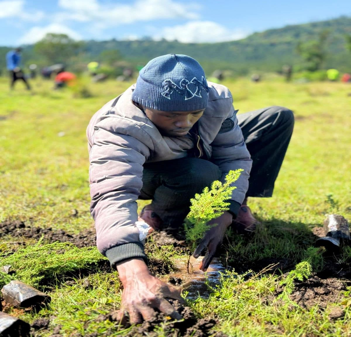 Freiwillige beenden die Baumpflanzung