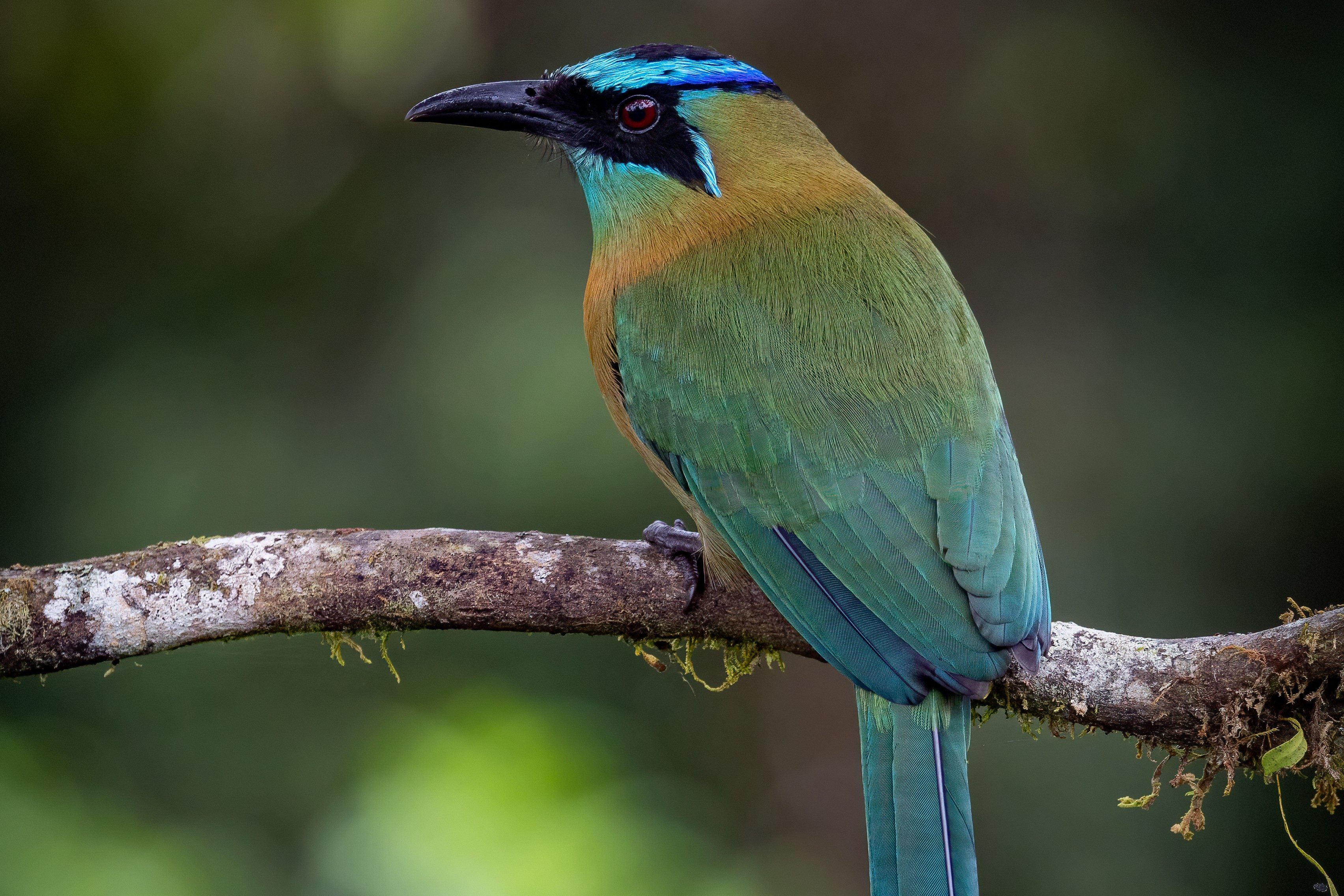 Turqoiuse browed motmot