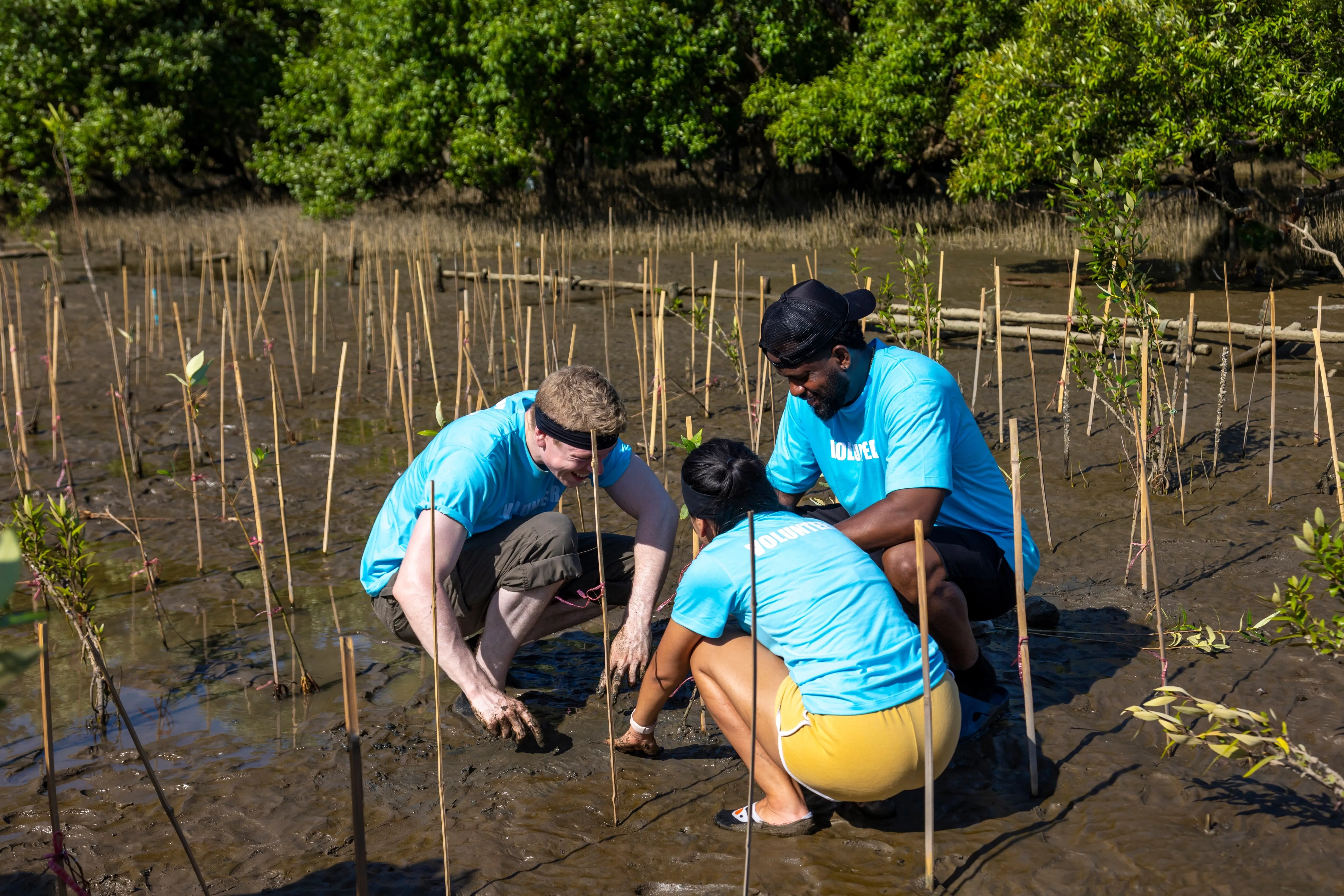 mangrove reforestation