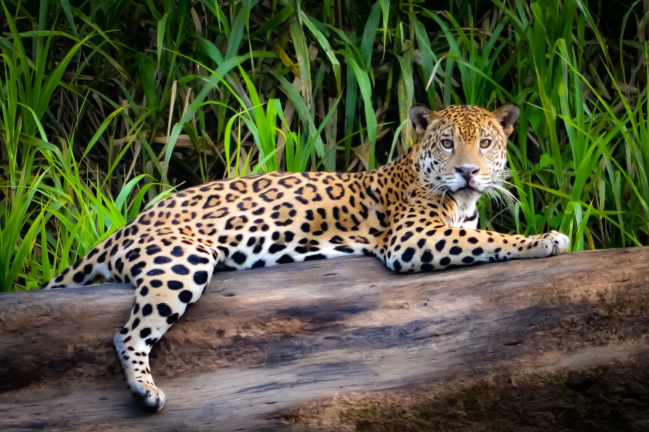 Jaguar