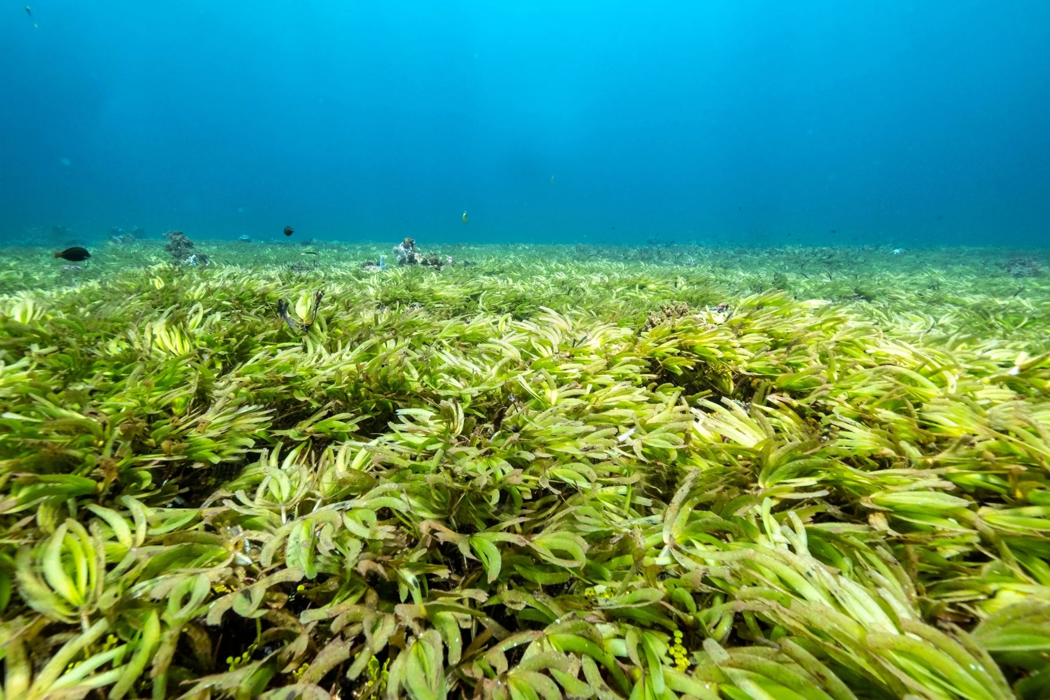 indian ocean seagrass