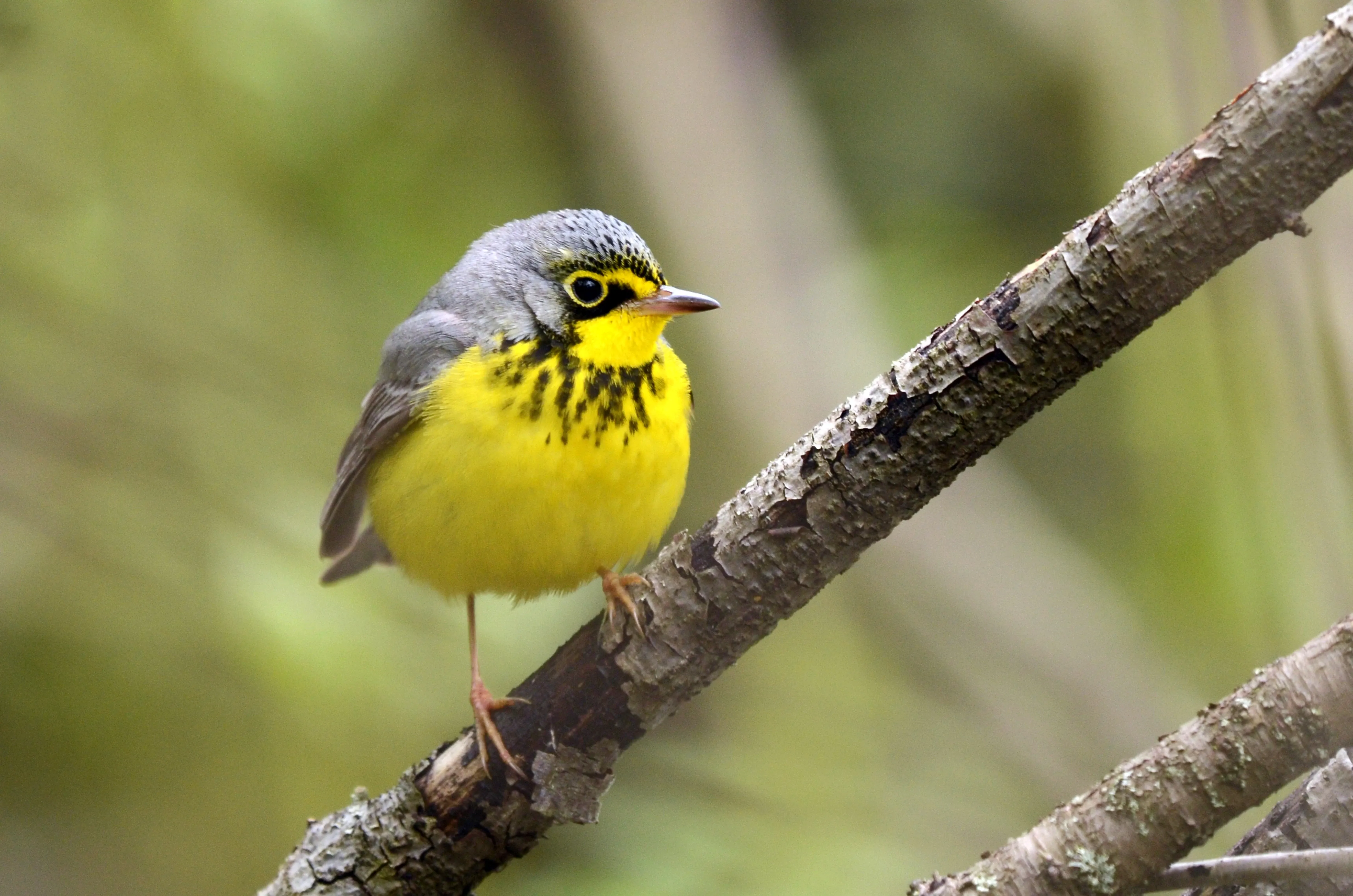 canada warbler