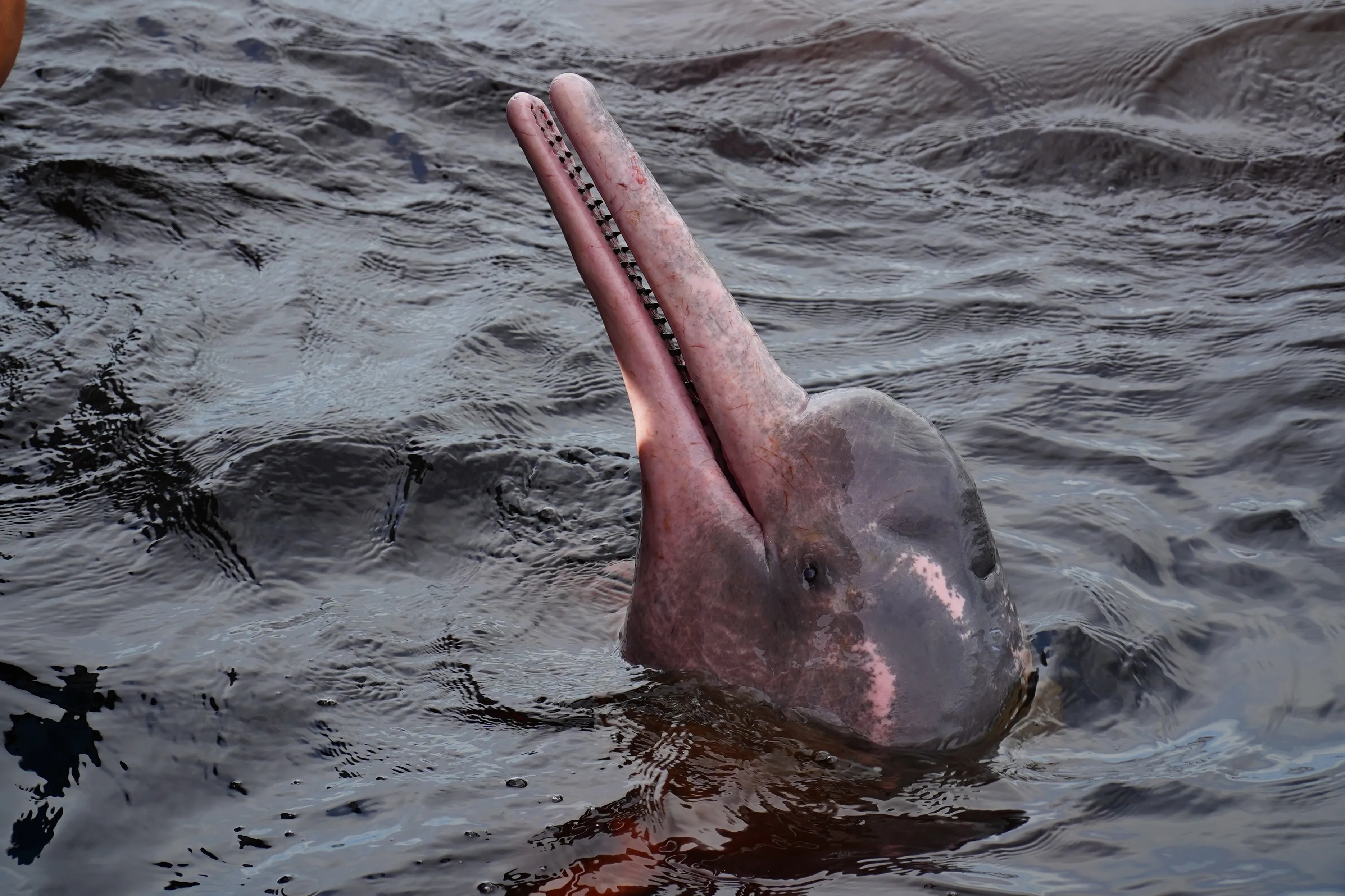 river dolphin