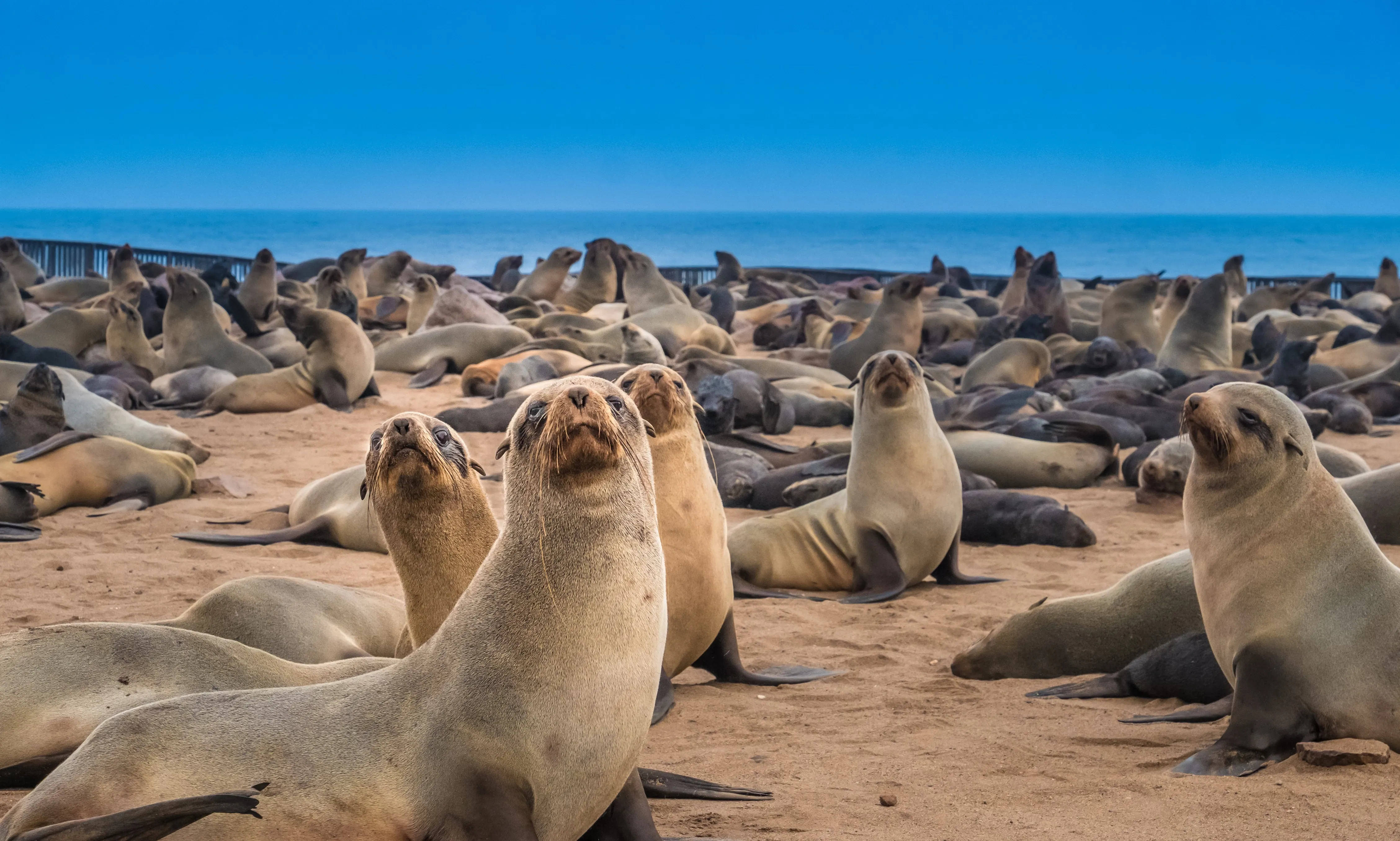 Cape colony seals
