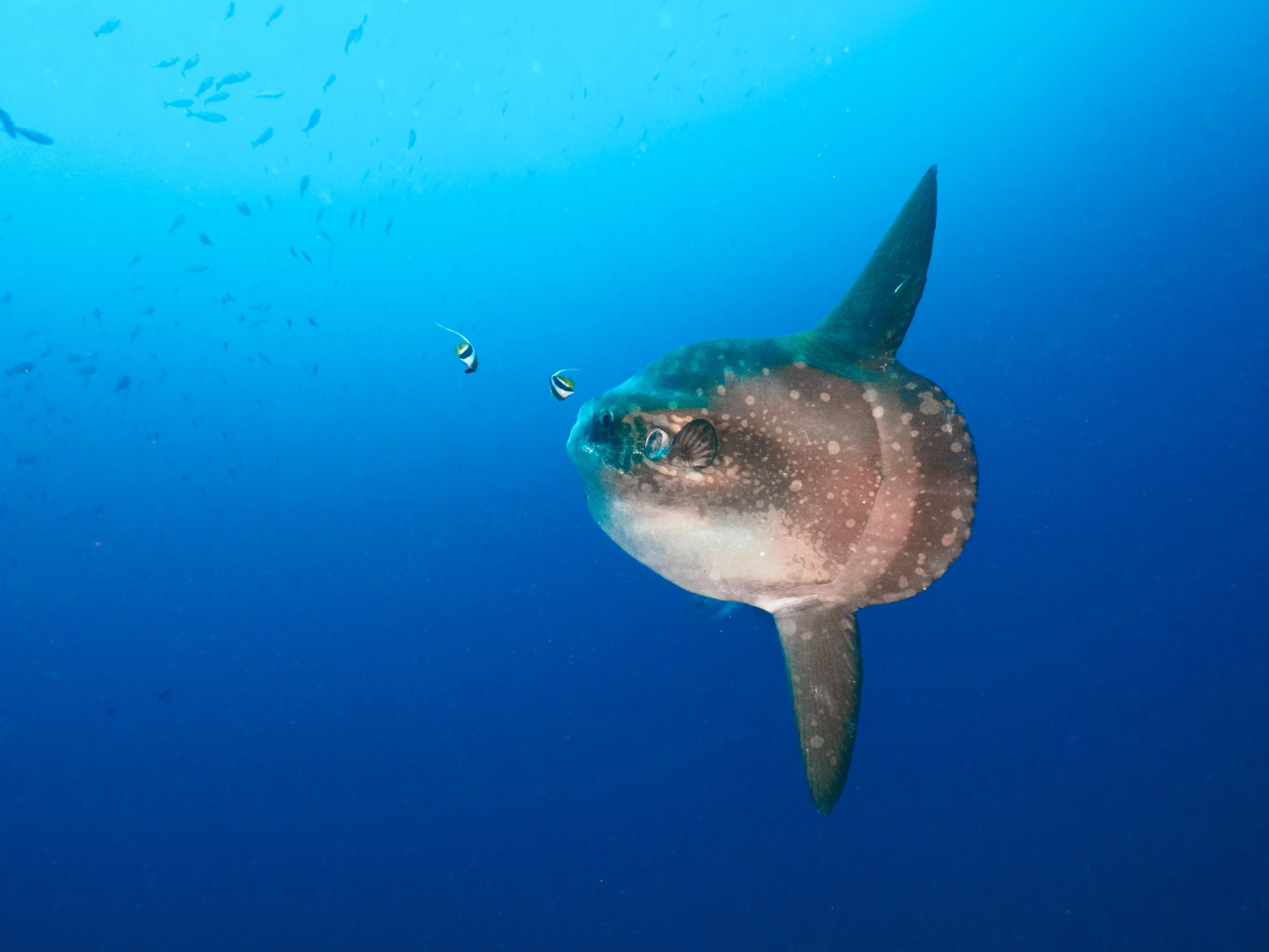 sunfish in ocean