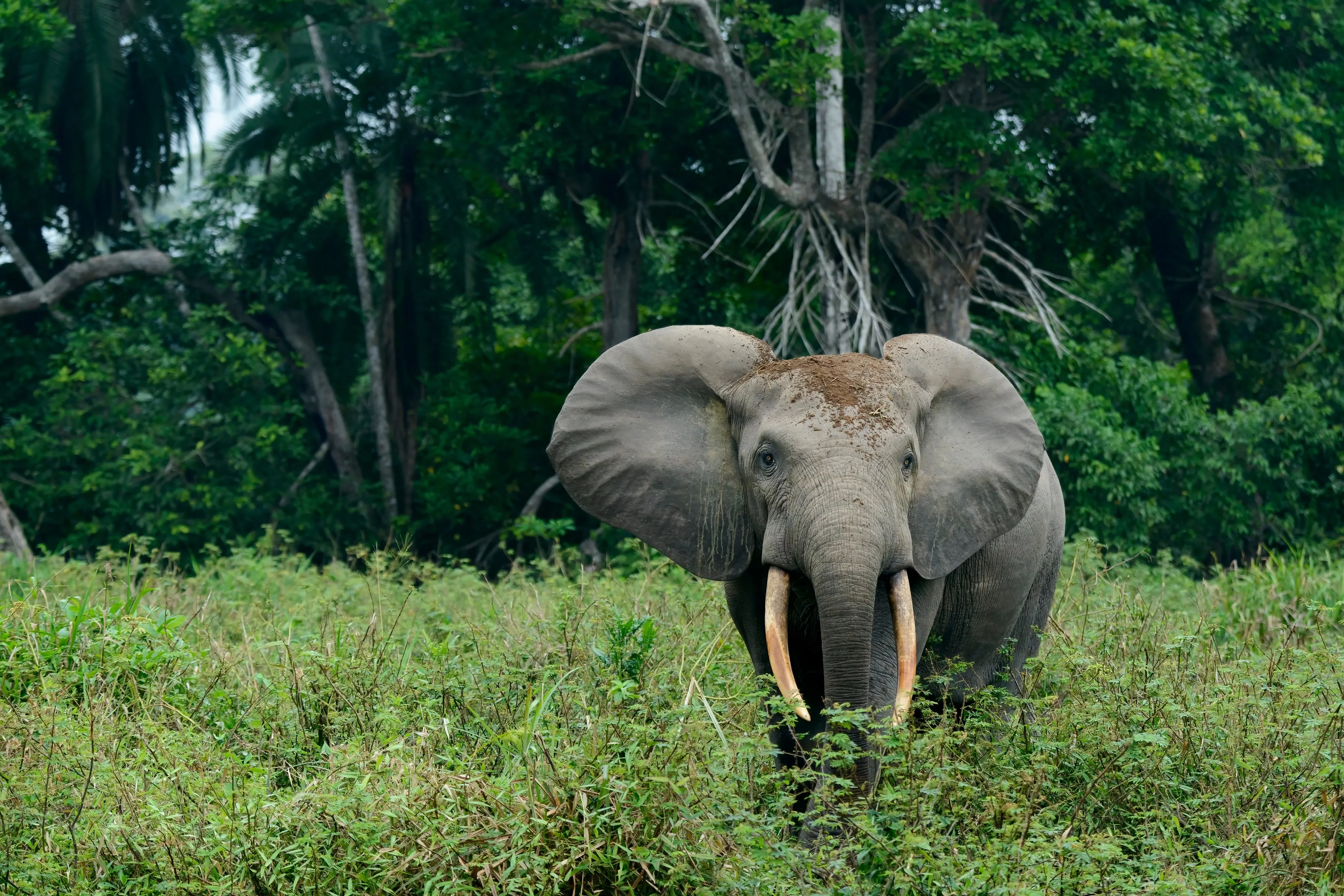 Forest elephant