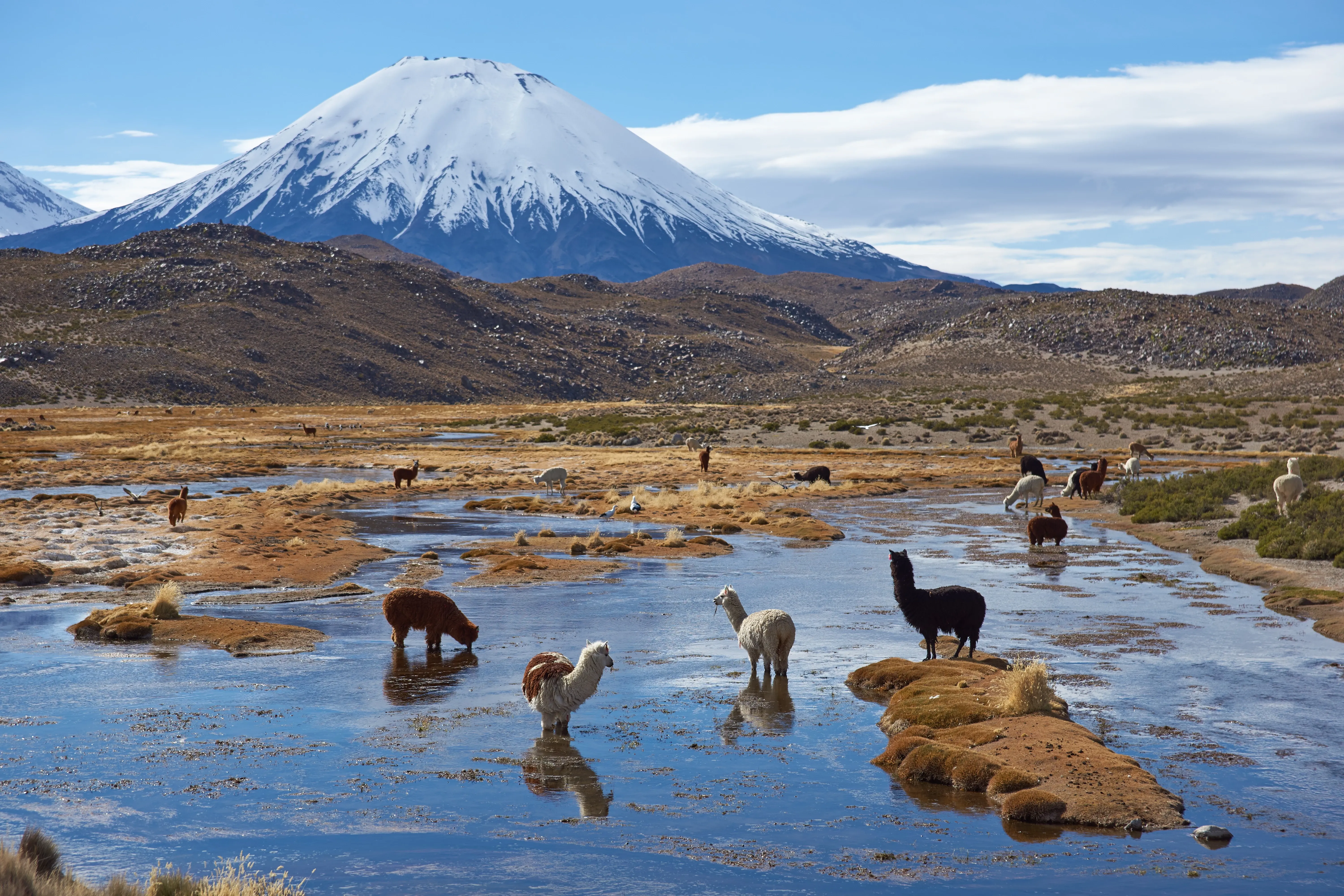 Lauca National Park with llamas in the lake in front of the mountain