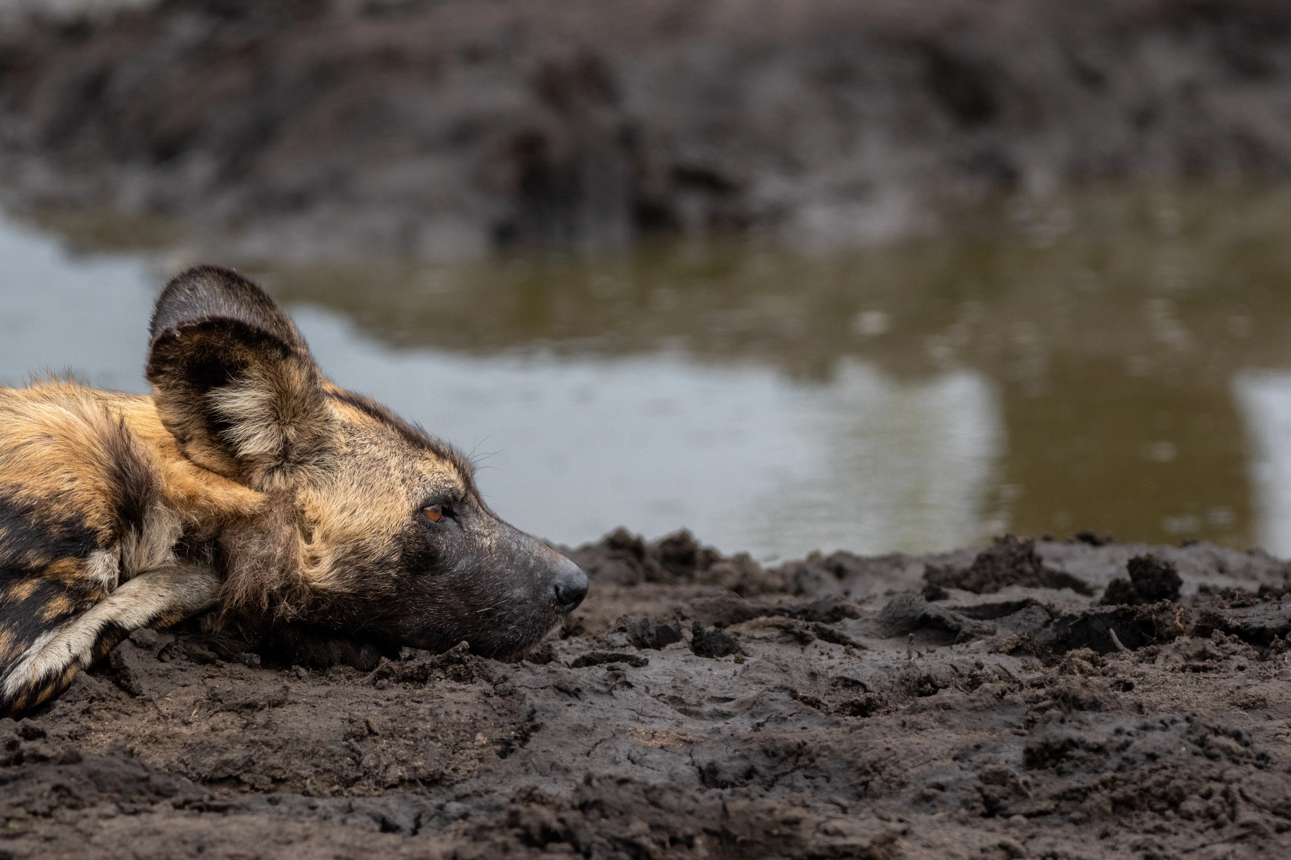 wild dog cooling off