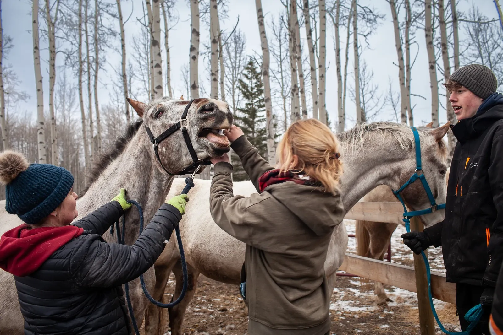 Freiwilligenprojekt Alberta Pferdeschutz, Kanada
