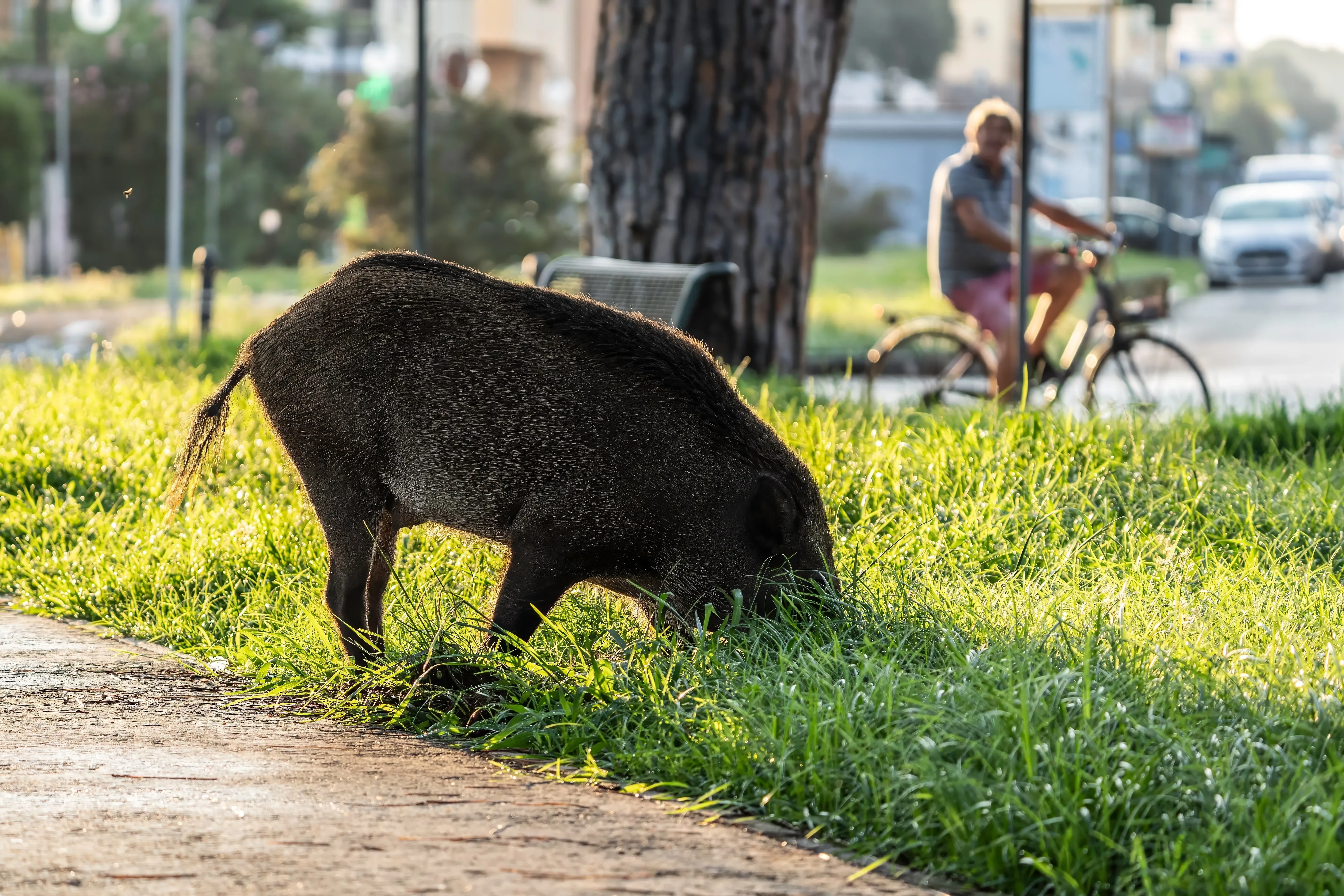 wild boar eating grass in street