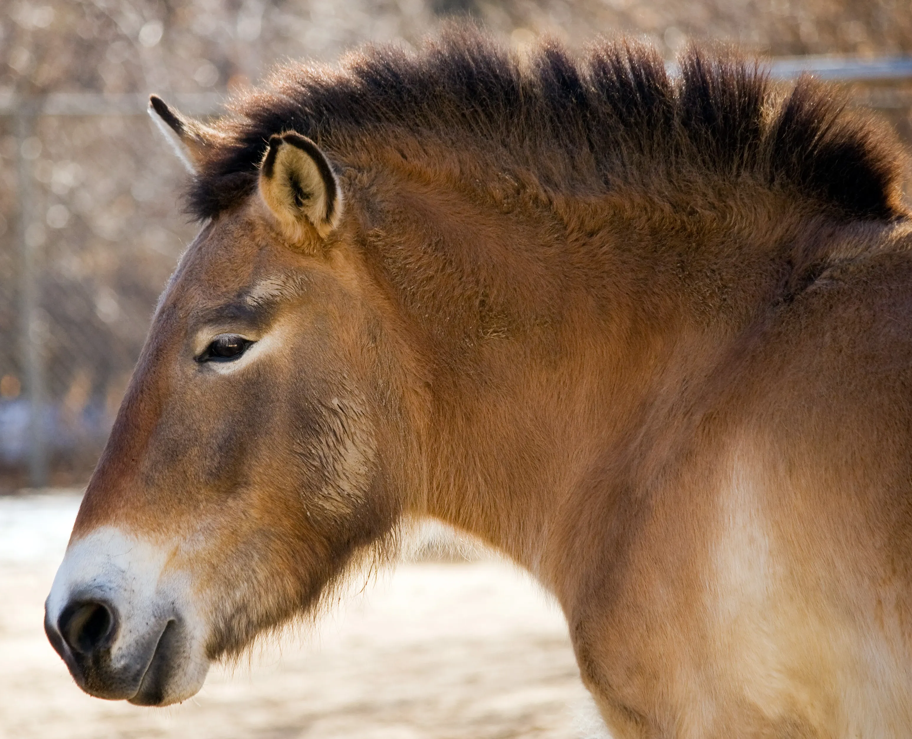Kopfaufnahme von einem Wildpferd in der Mongolei