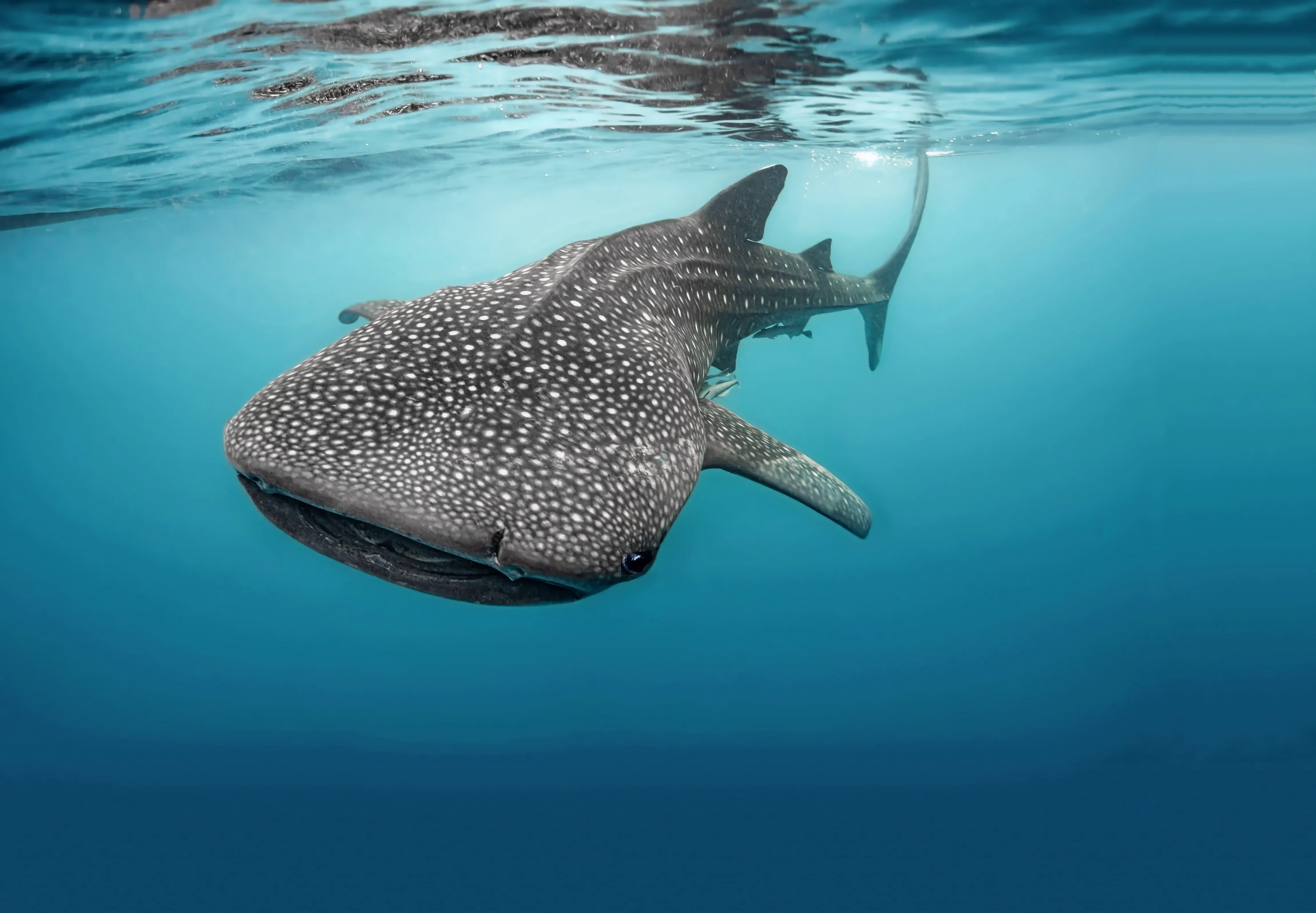 Whale shark front view
