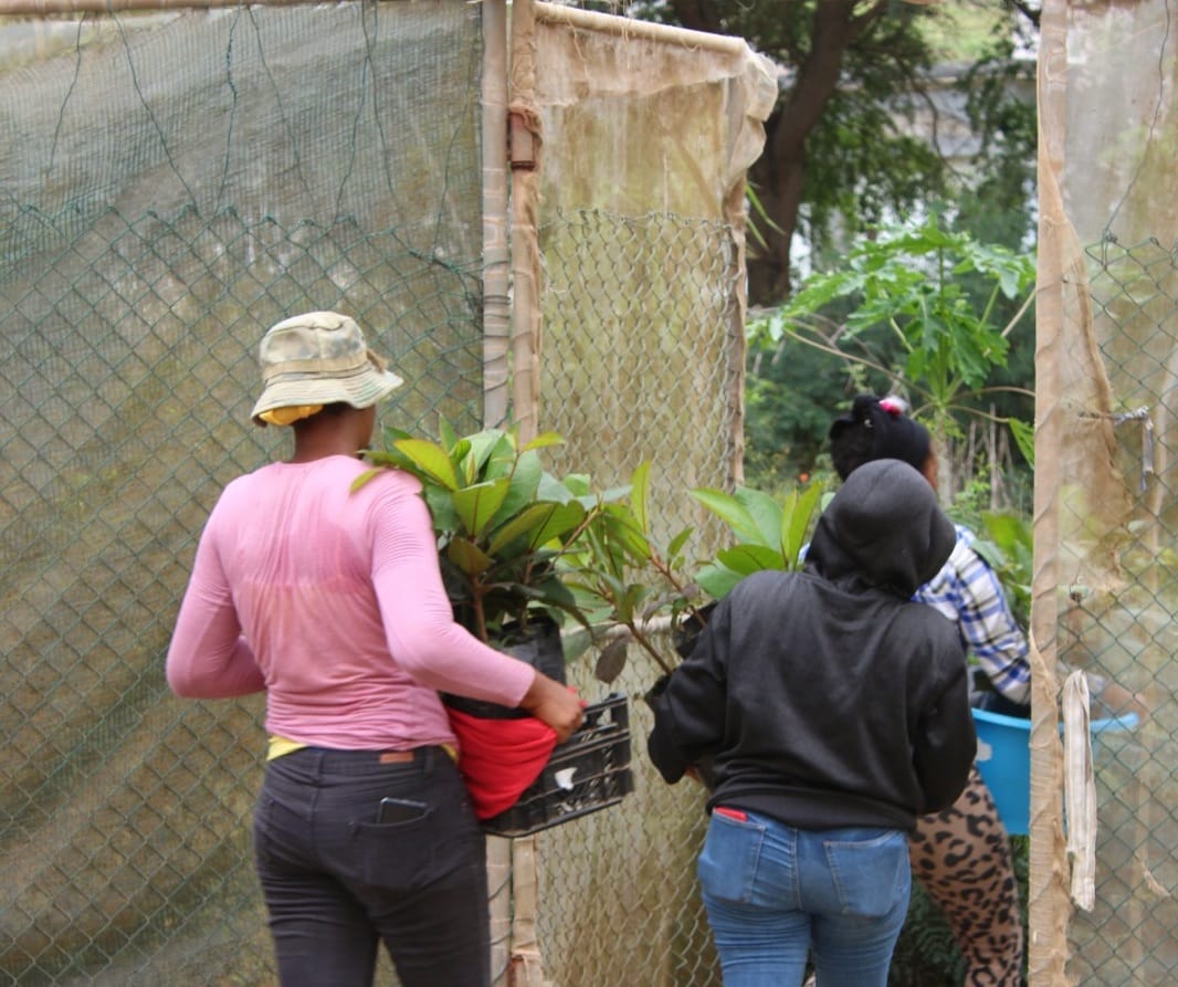 Community members moving plants