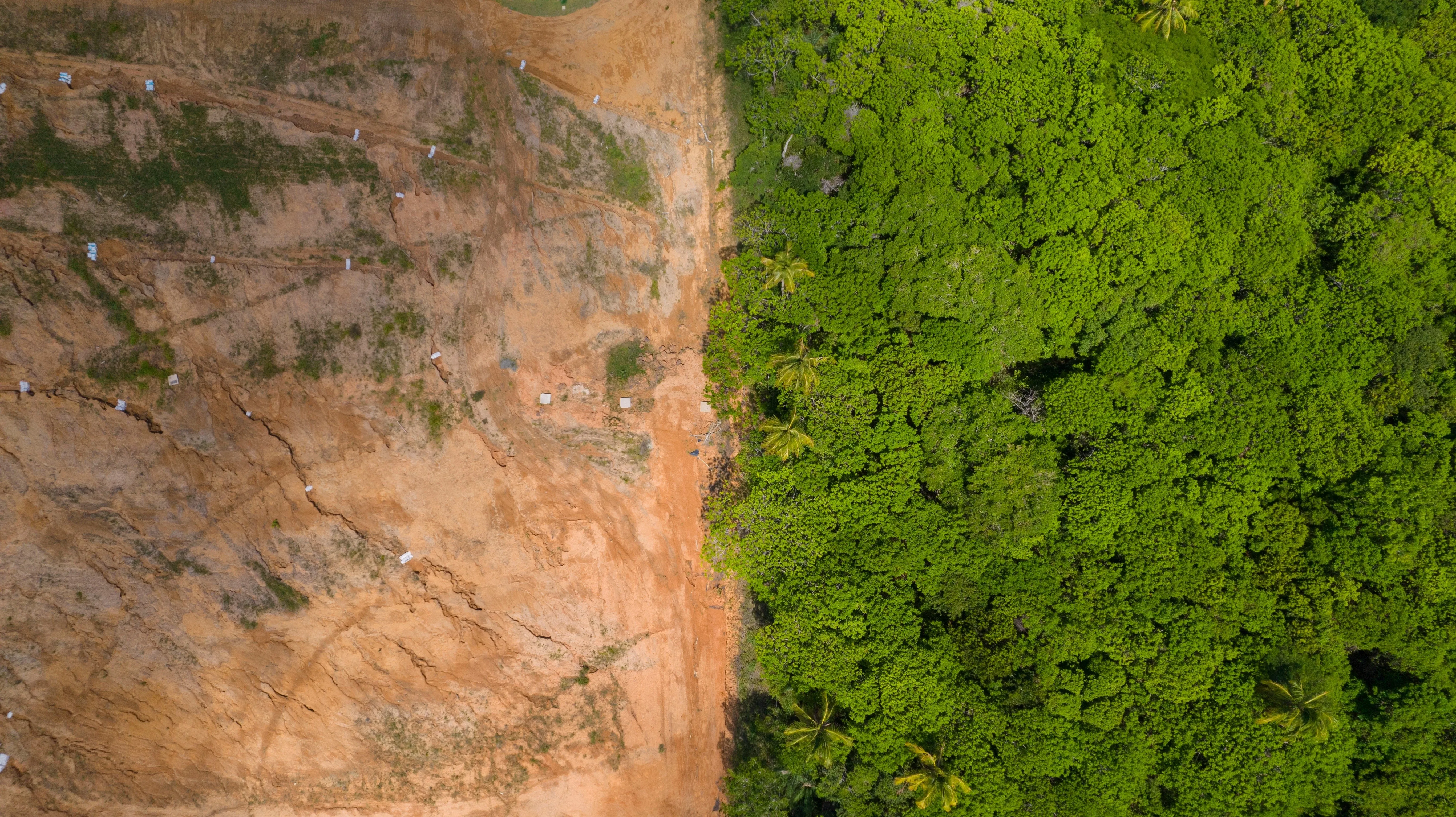 deforestation split shot