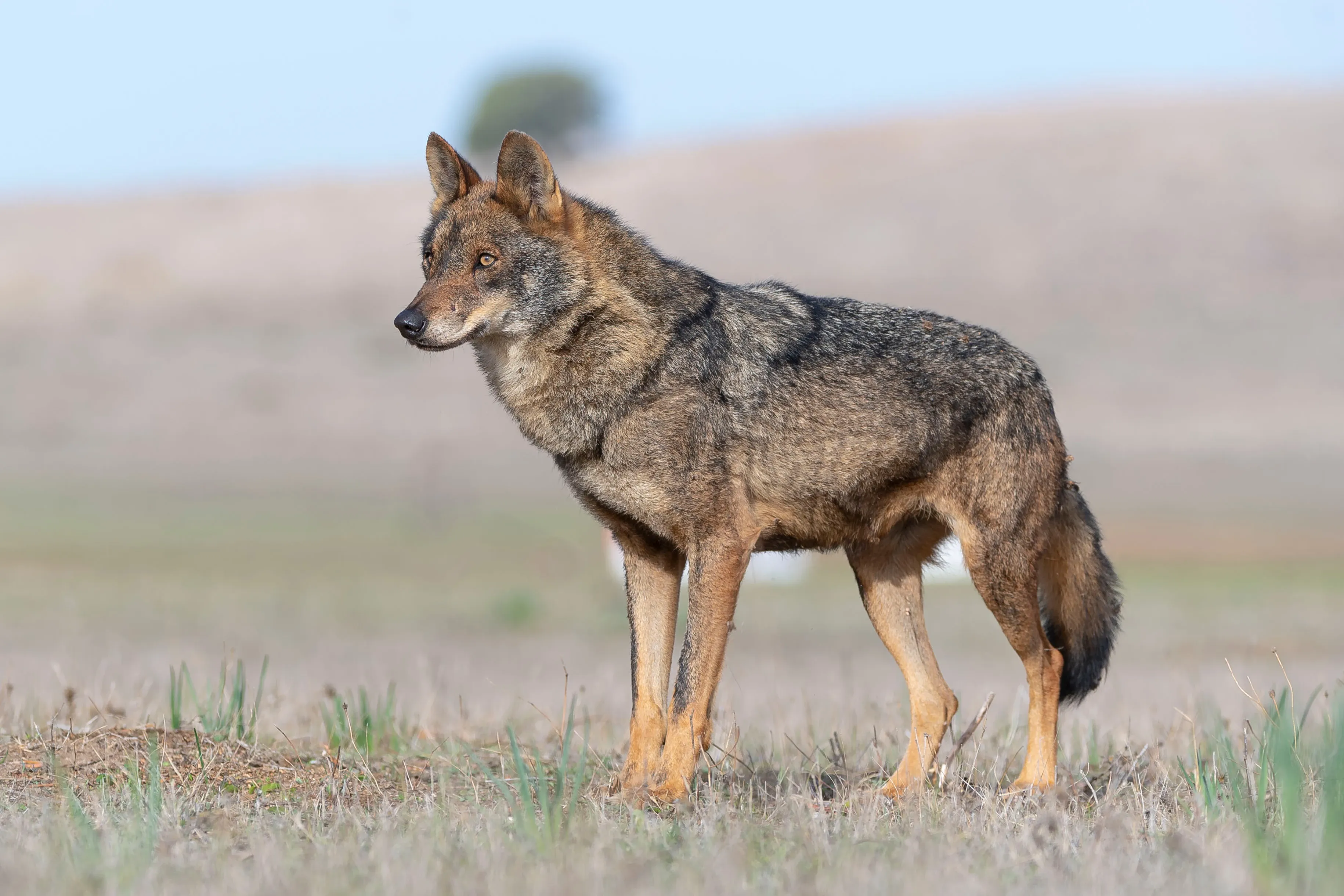 Iberischer Wolf in Portugal