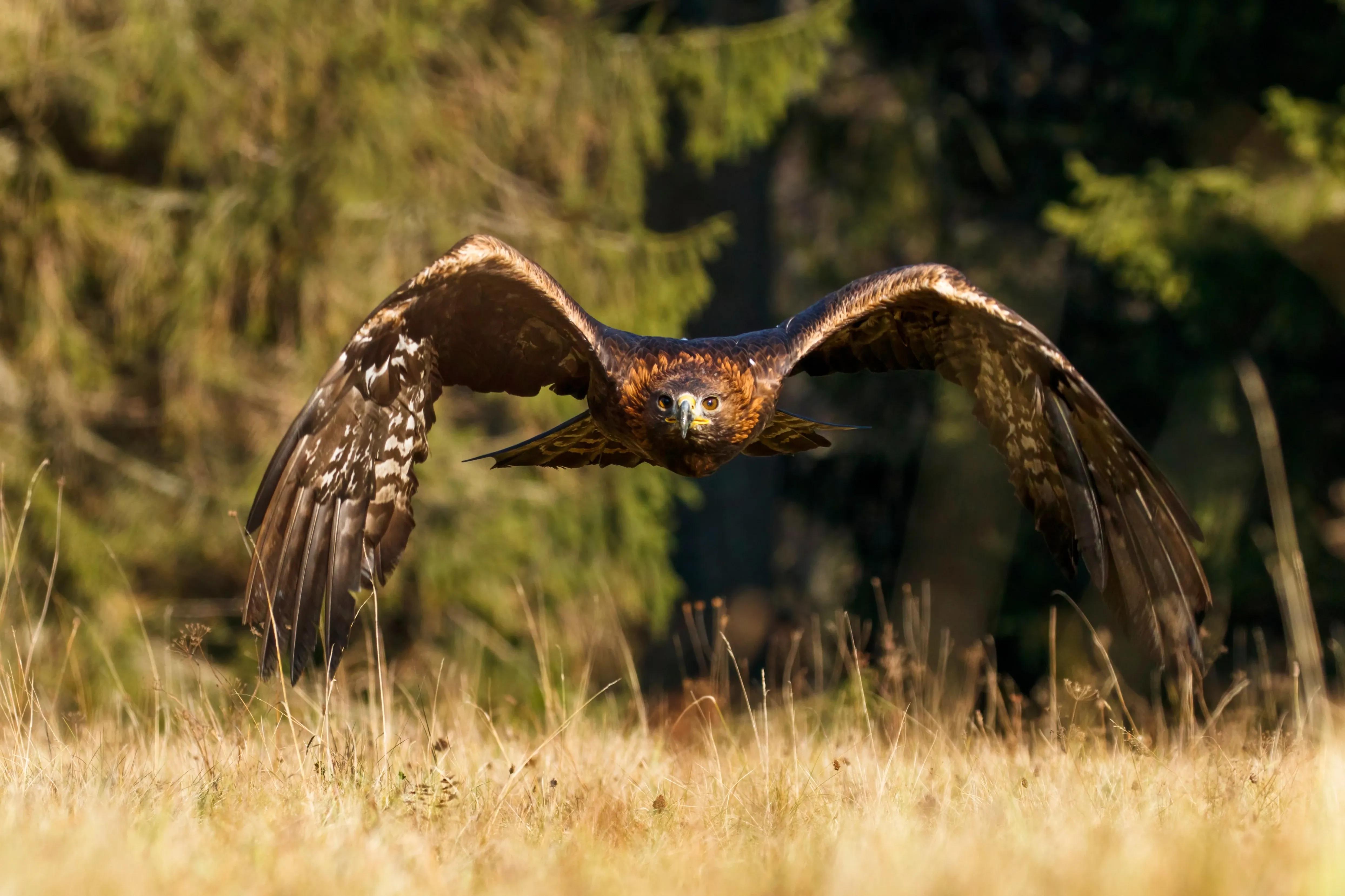 Steinadler fliegt über Feld