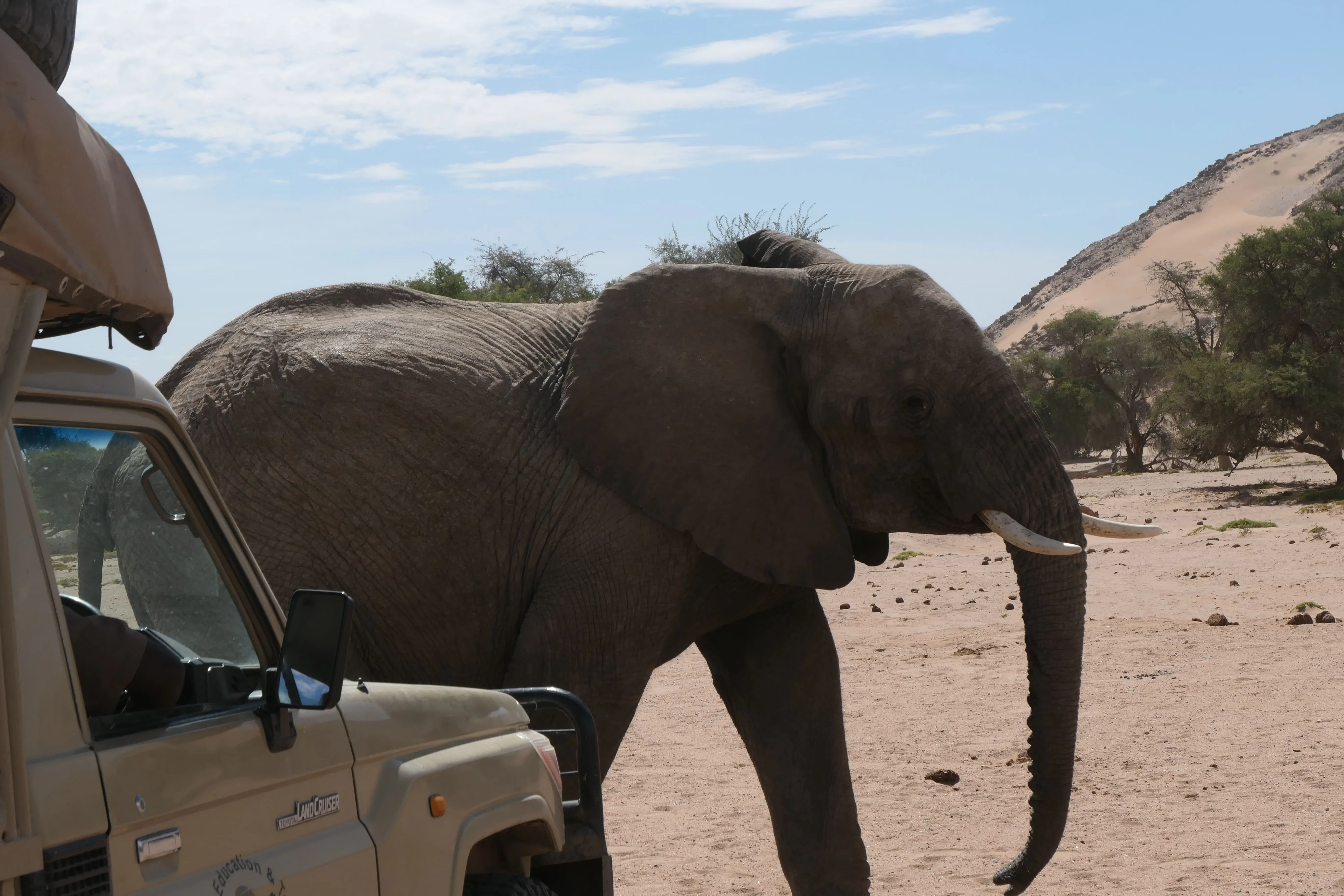 Elephant on game drive