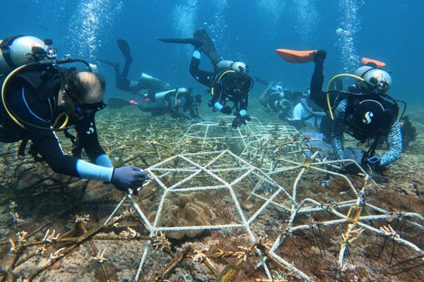 Coral restoration
