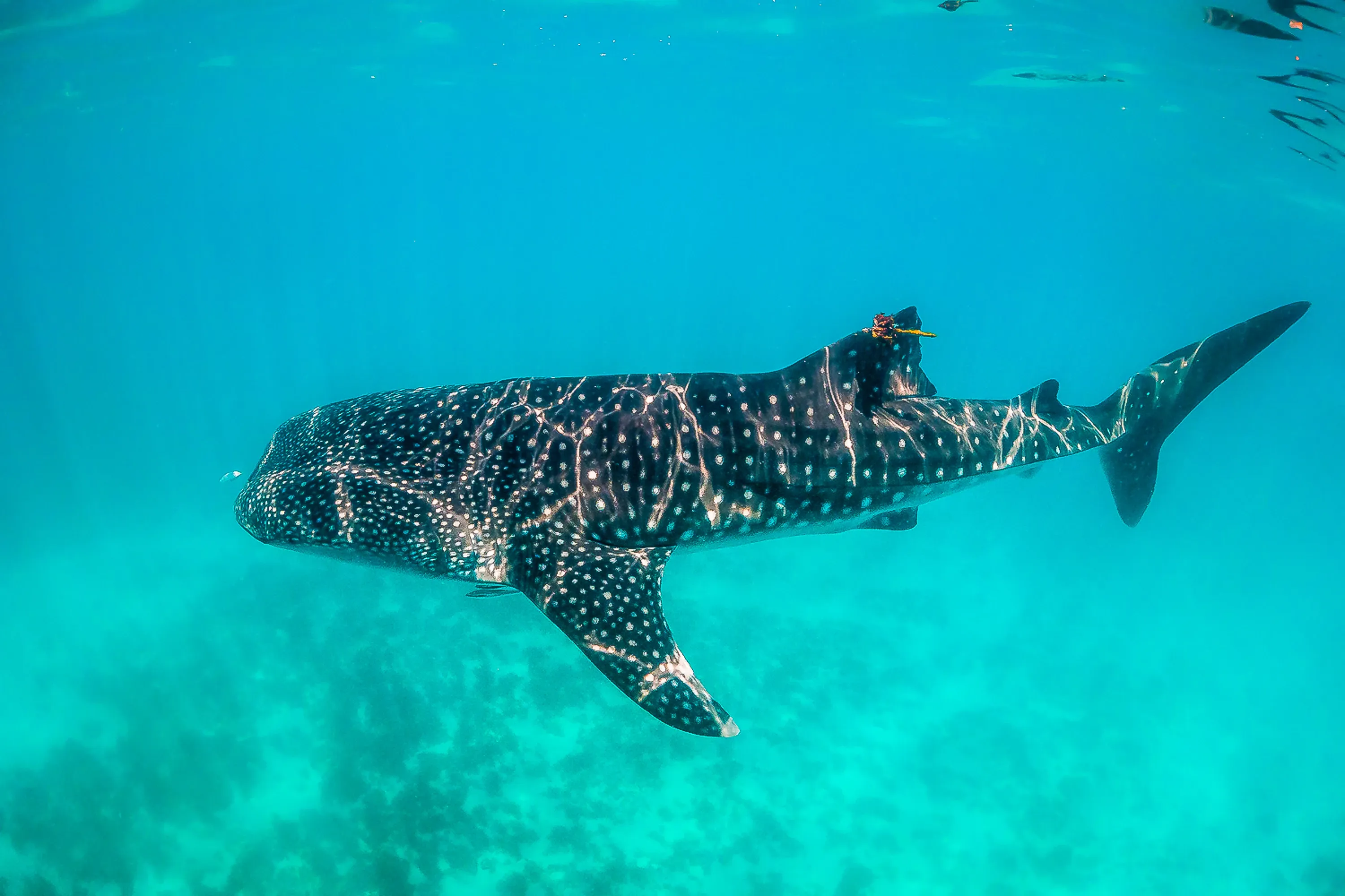 whale shark in clear blue sea